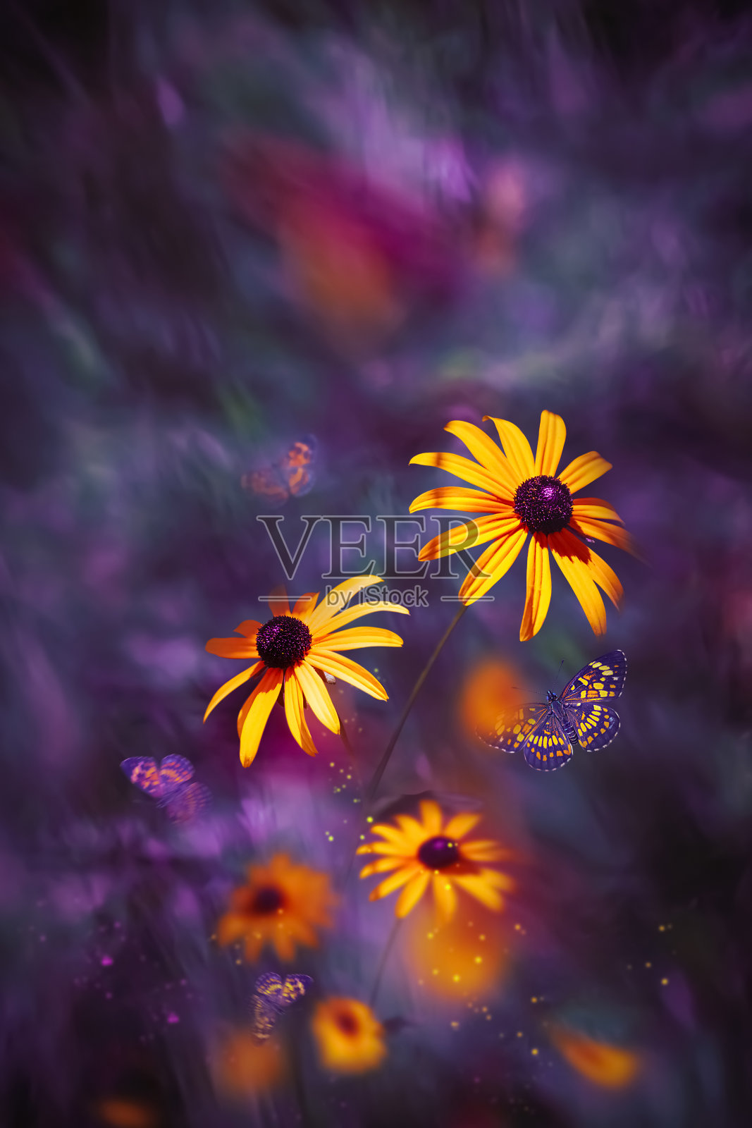 黄花和飞舞的蝴蝶的组成。紫色背景的艺术明信片。照片摄影图片