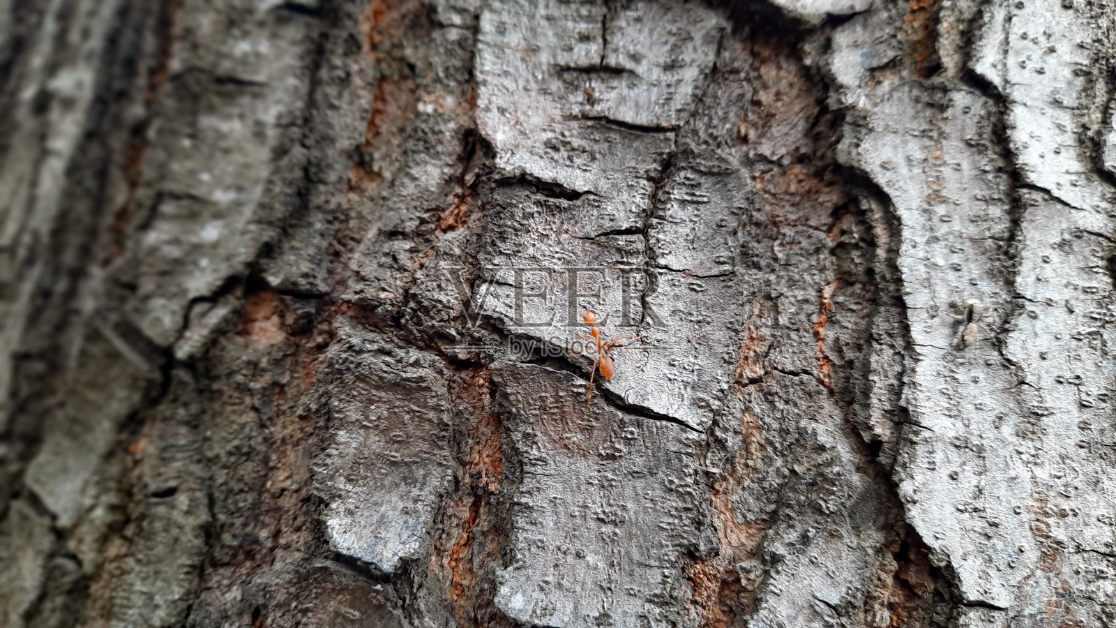 火蚁照片摄影图片