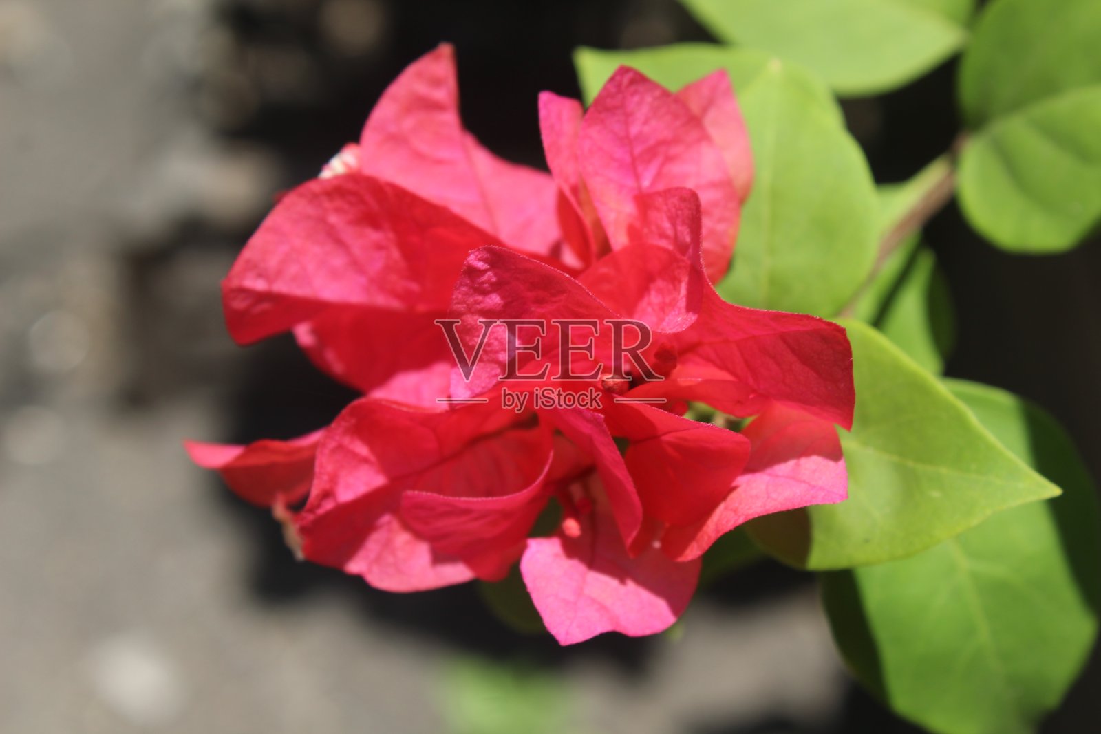 布蒂亚娜九重葛照片摄影图片