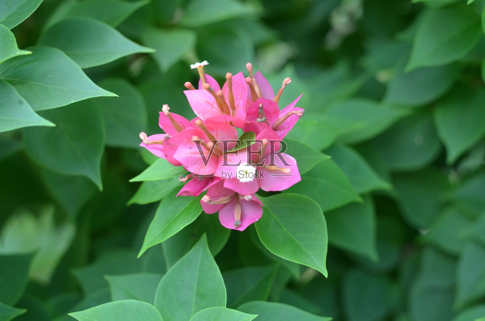 树上的三角梅花照片摄影图片