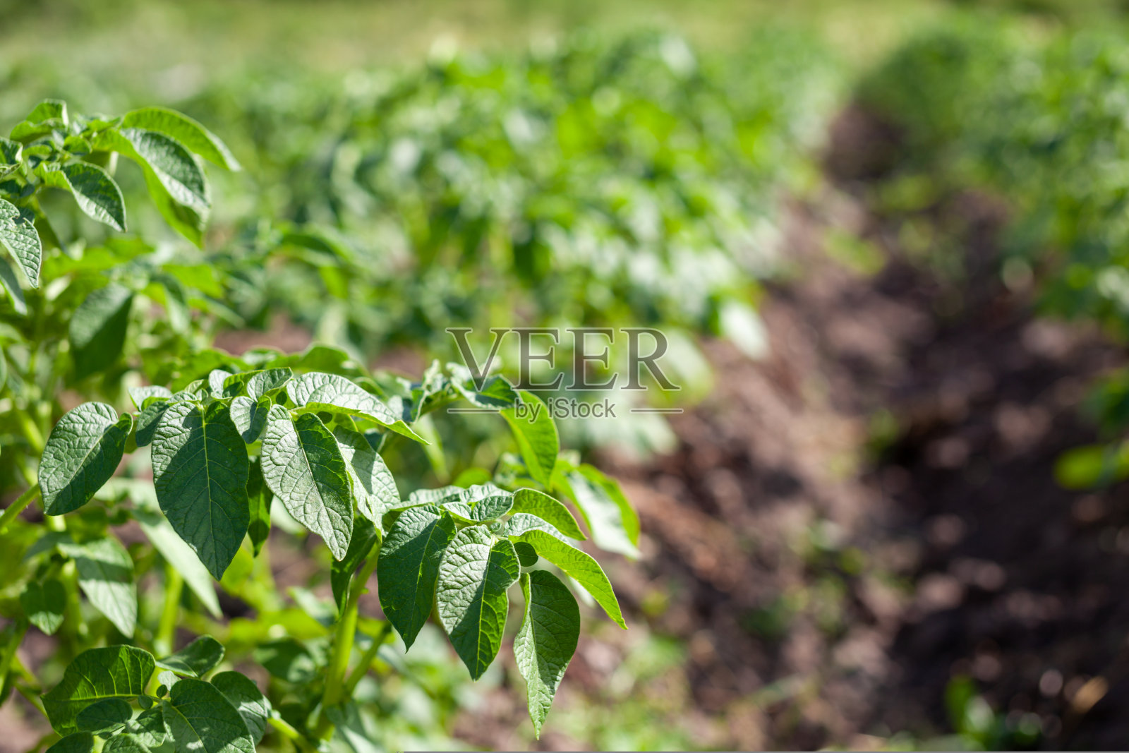 成排的绿色马铃薯田。农业。种植土豆。照片摄影图片