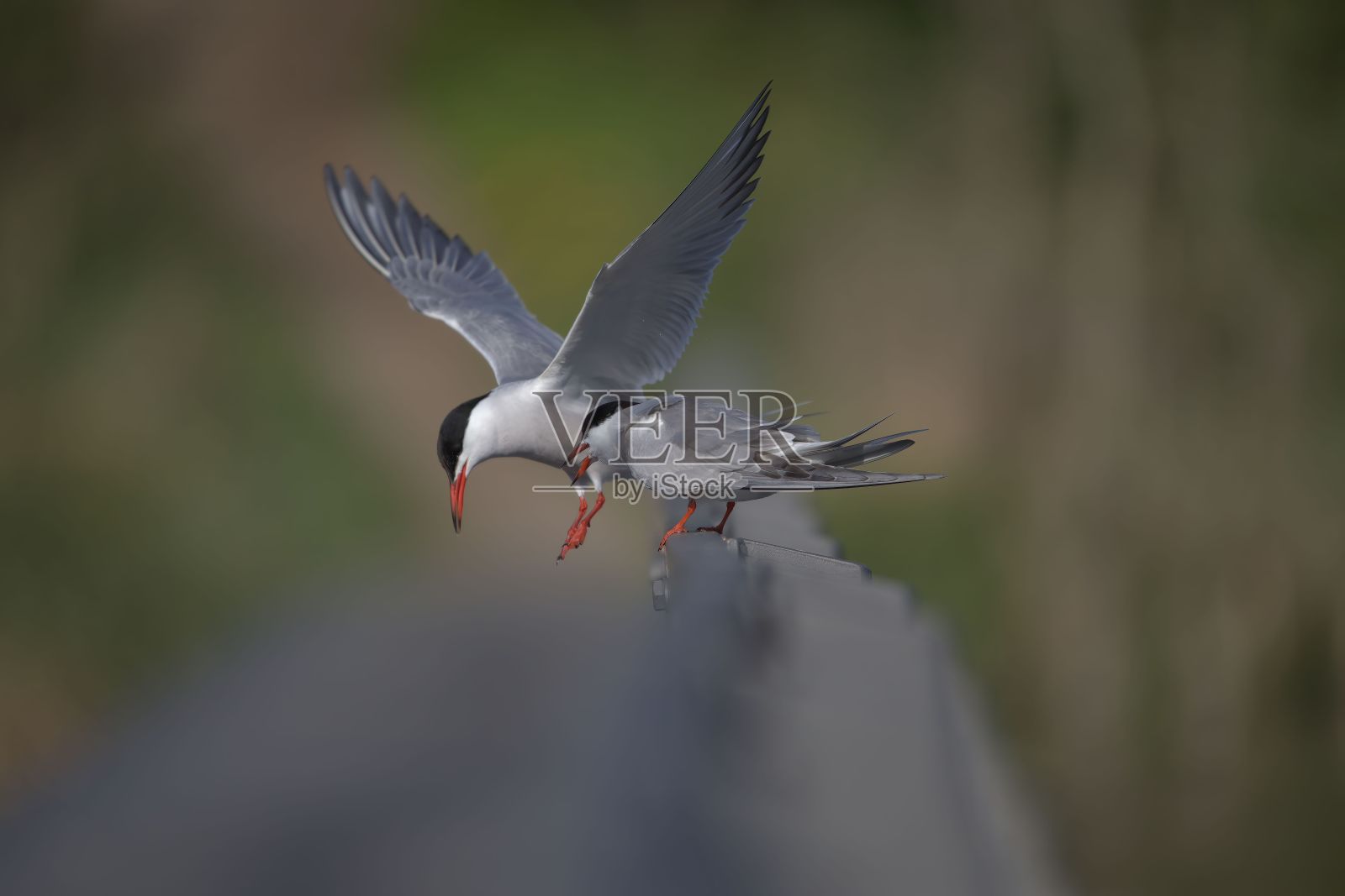 胸骨鸟在空中翱翔的特写照片摄影图片