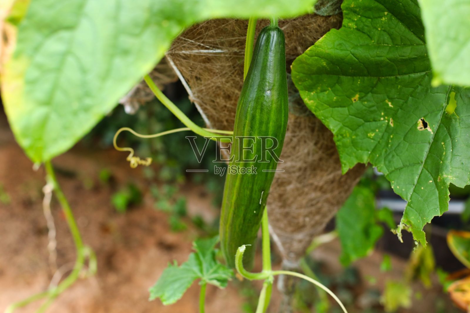 花园里生长的绿色欧洲黄瓜特写照片摄影图片