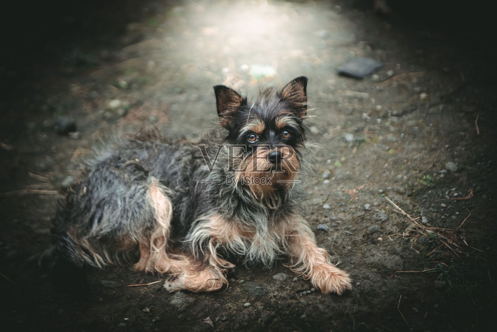 可爱的约克郡犬躺在地上。照片摄影图片