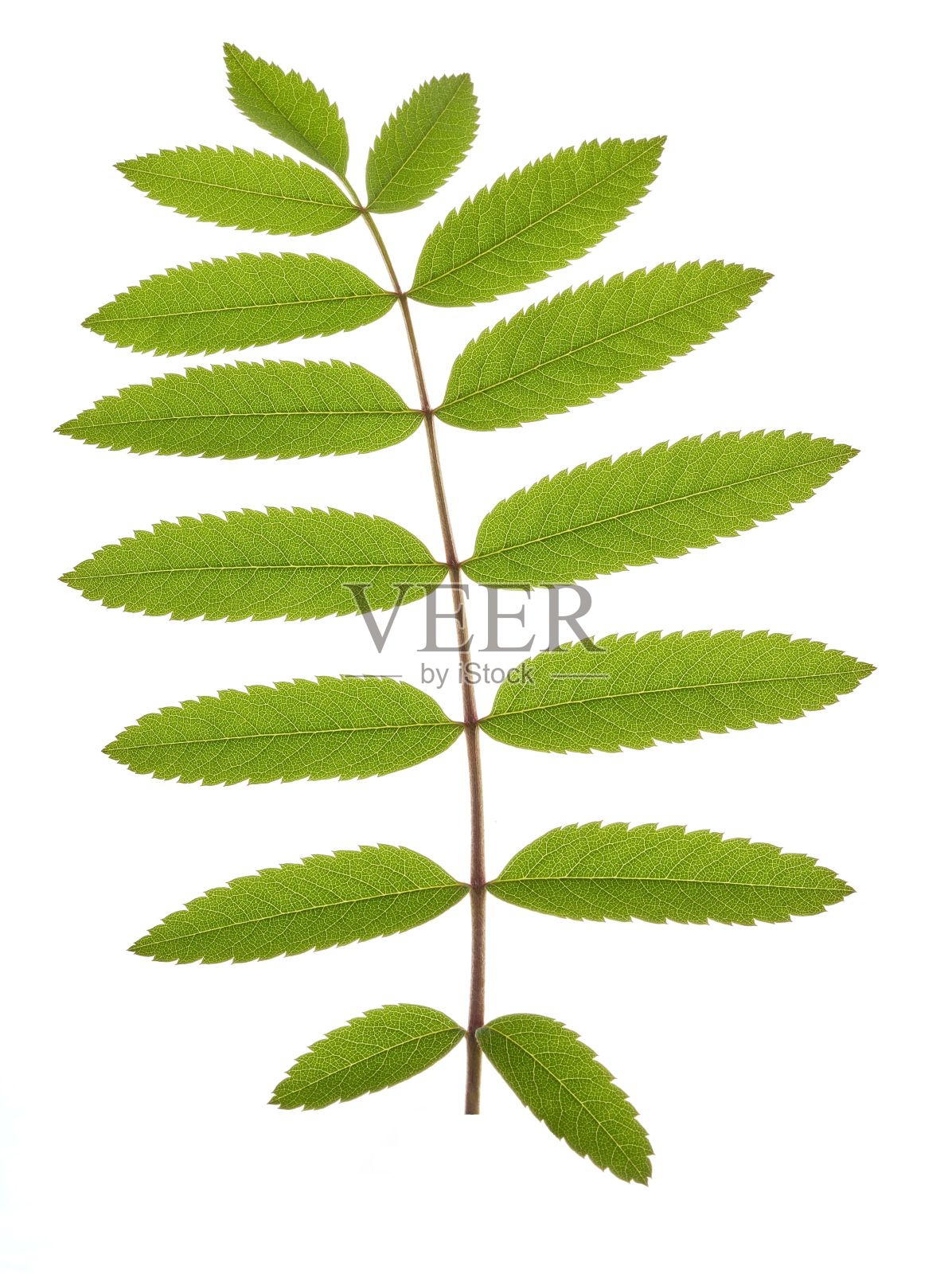 在白色的背景上有绿色的龙梨状叶子的分枝照片摄影图片