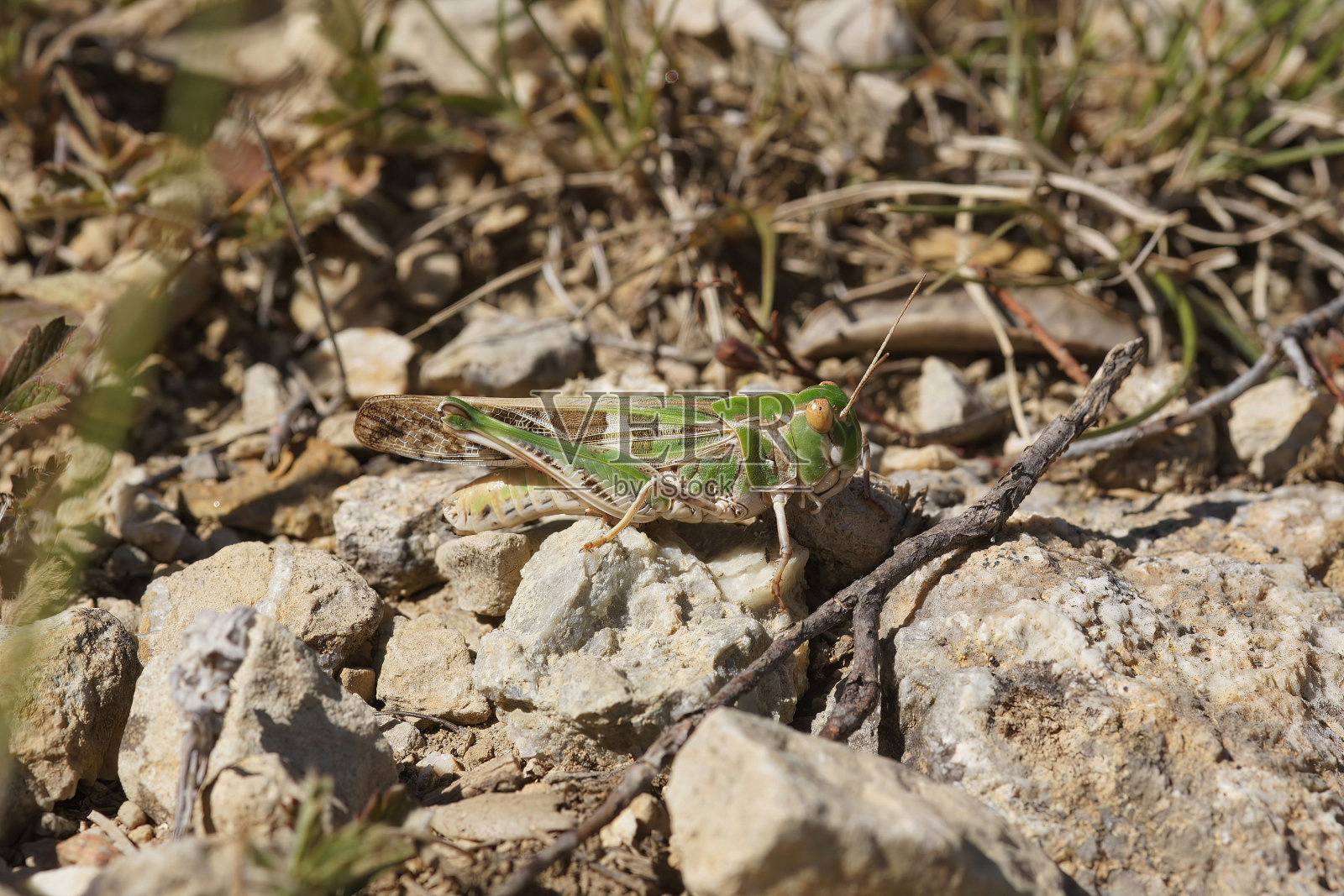 一只丝带蚱蜢(Oedaleus decorus)栖息在石头上的特写照片摄影图片
