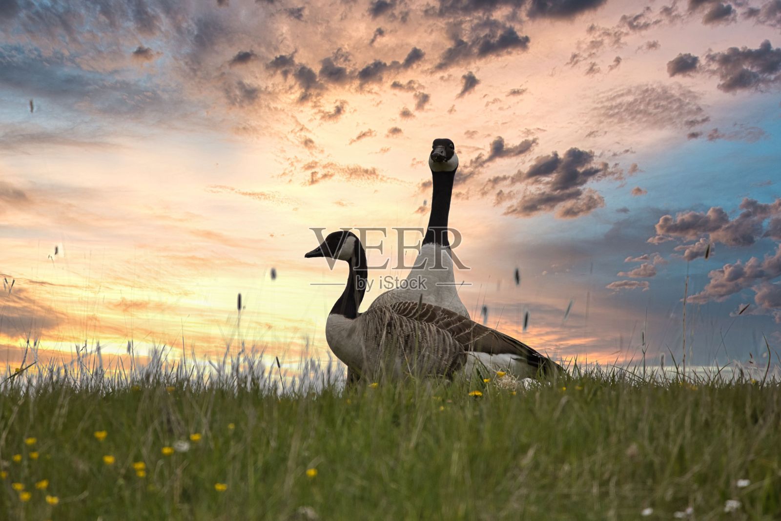 几只加拿大鹅在日落时分在户外休息照片摄影图片