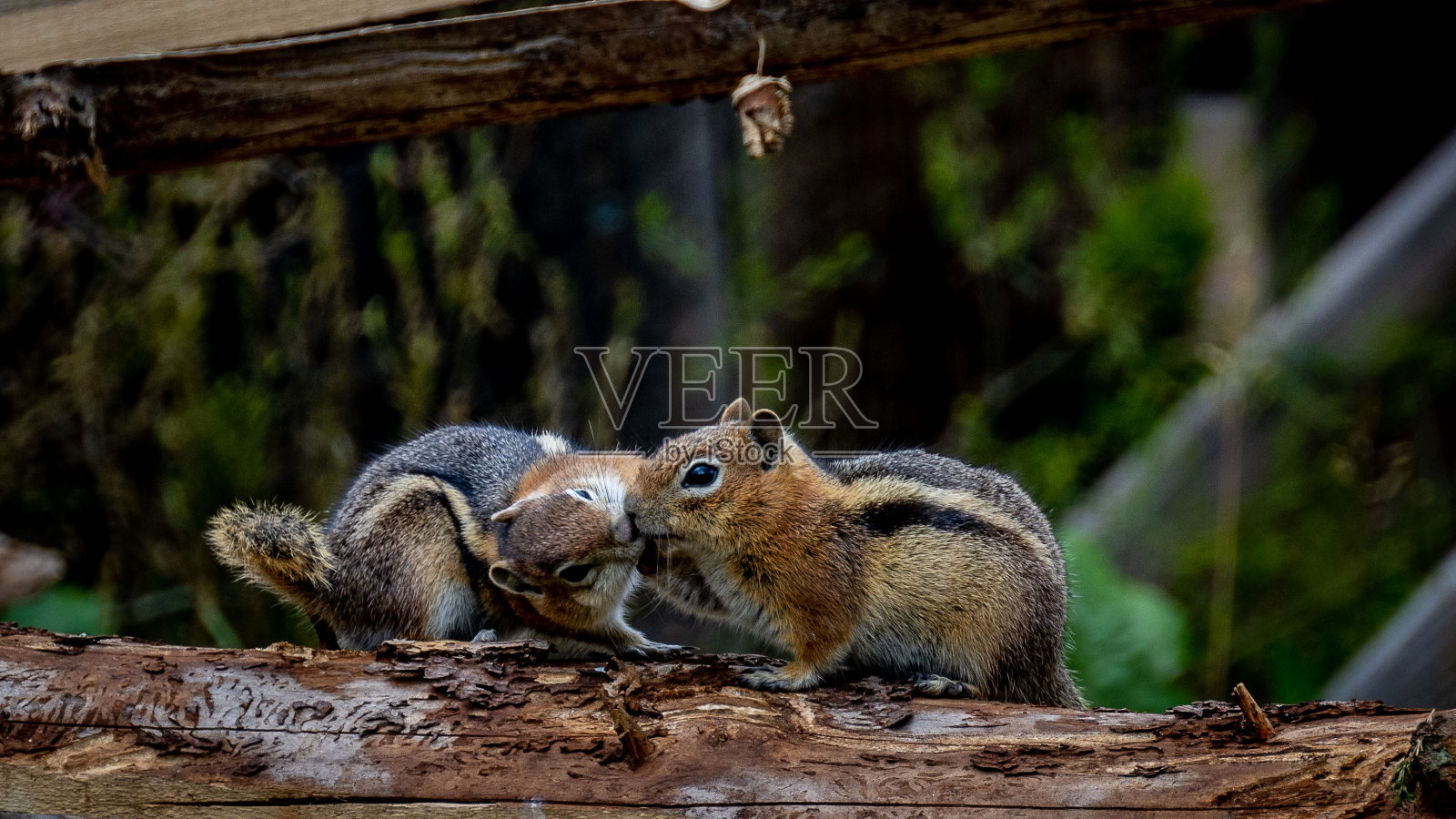 小松鼠栖息在木头上互相亲吻的特写镜头照片摄影图片
