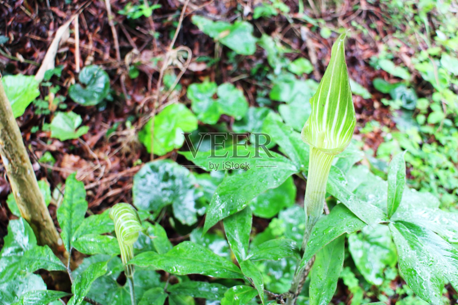 危险的铜斑蛇照片摄影图片