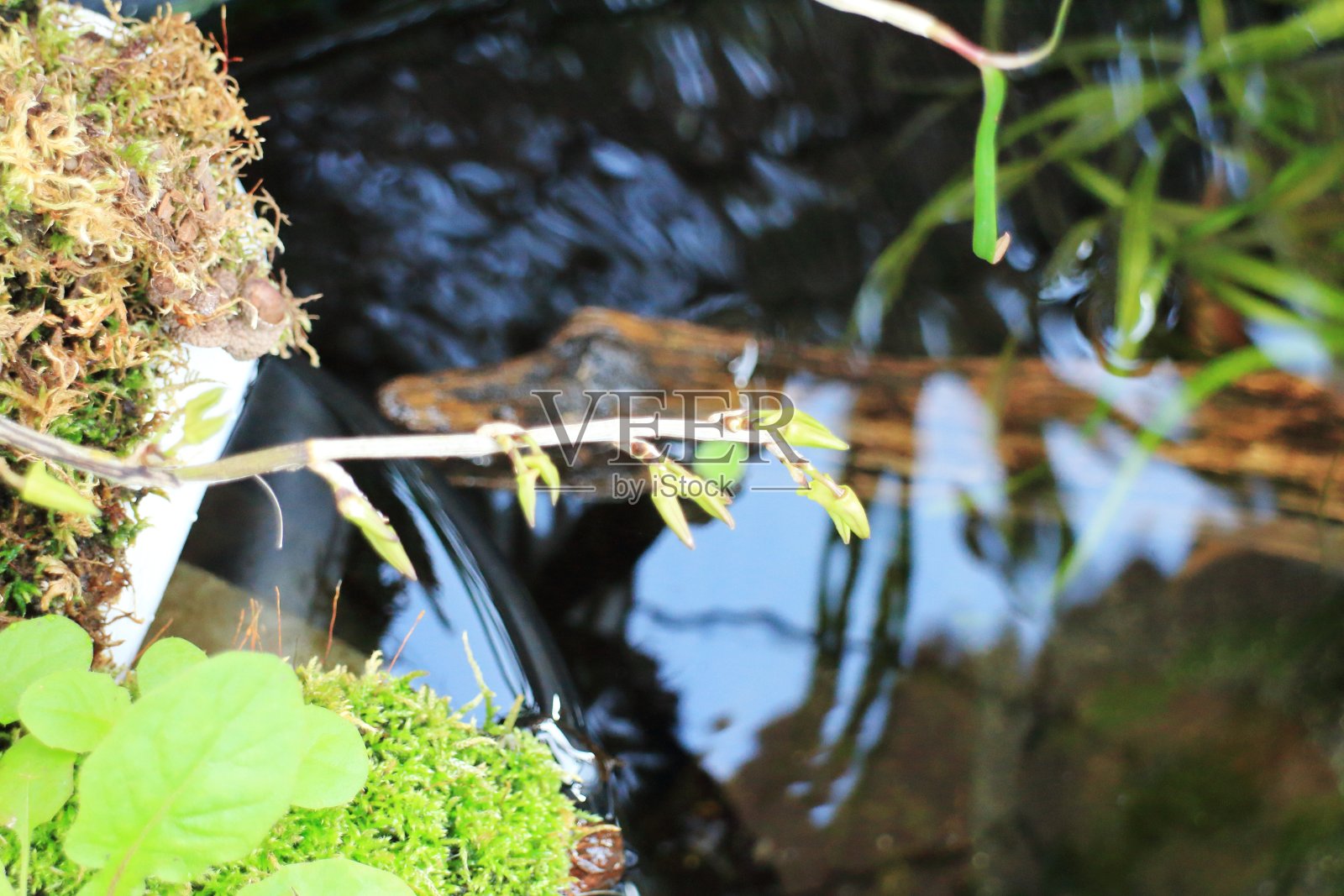 白色兰花，花蕾可爱照片摄影图片