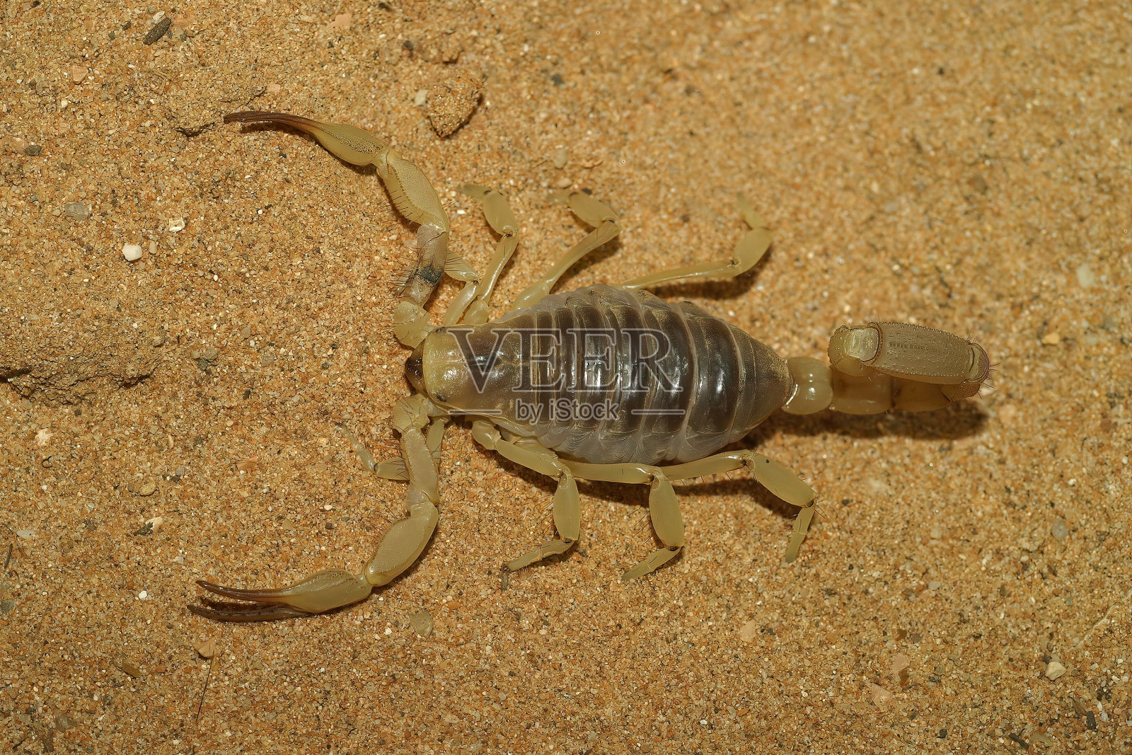 在沙质表面上的一只有毒的亚利桑那州巨型沙漠毛蝎的特写镜头照片摄影图片