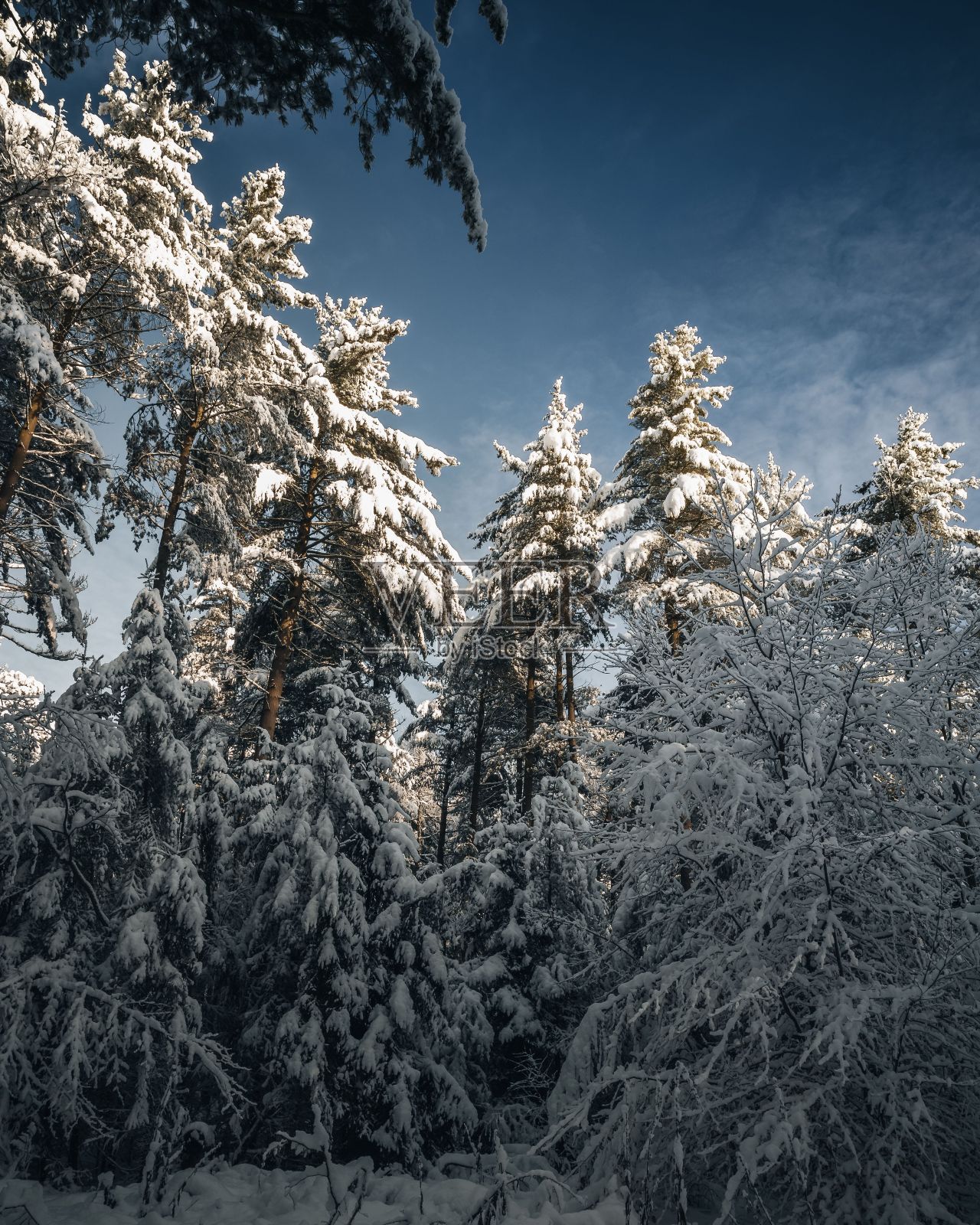 在晴朗的蓝天下，垂直拍摄的冬季森林，高高的积雪的云杉树照片摄影图片