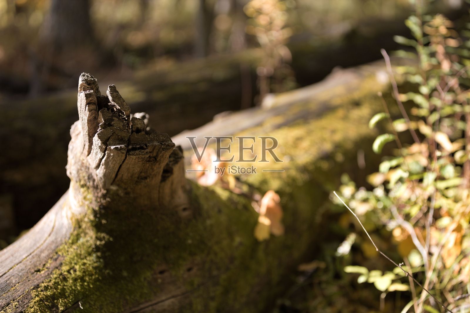 选择性聚焦在阳光下，长满苔藓的倒下的树干，泛黄的草模糊的背景照片摄影图片