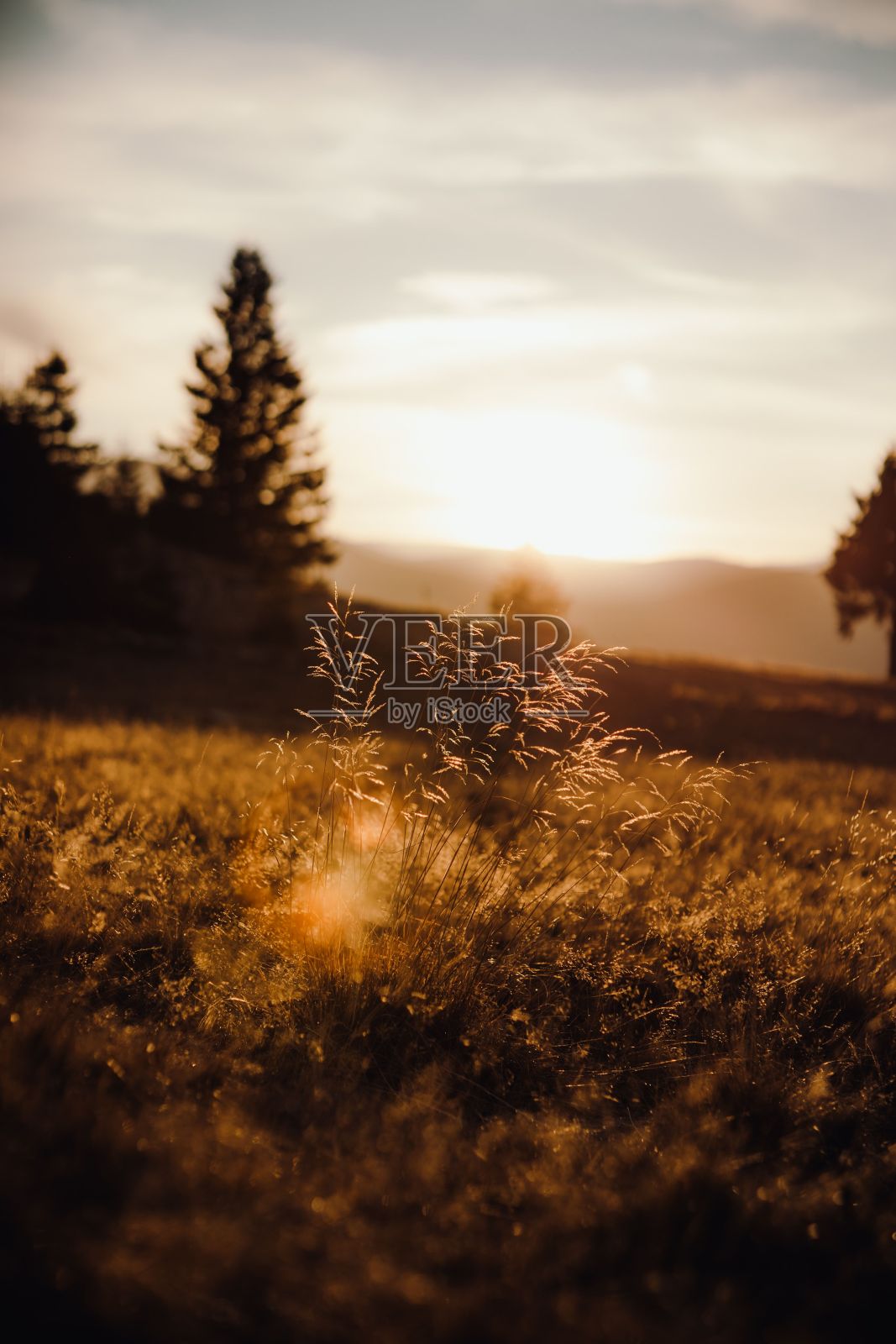 金黄色的草地上冷杉树的美丽景色在橙色的夕阳下，垂直拍摄照片摄影图片