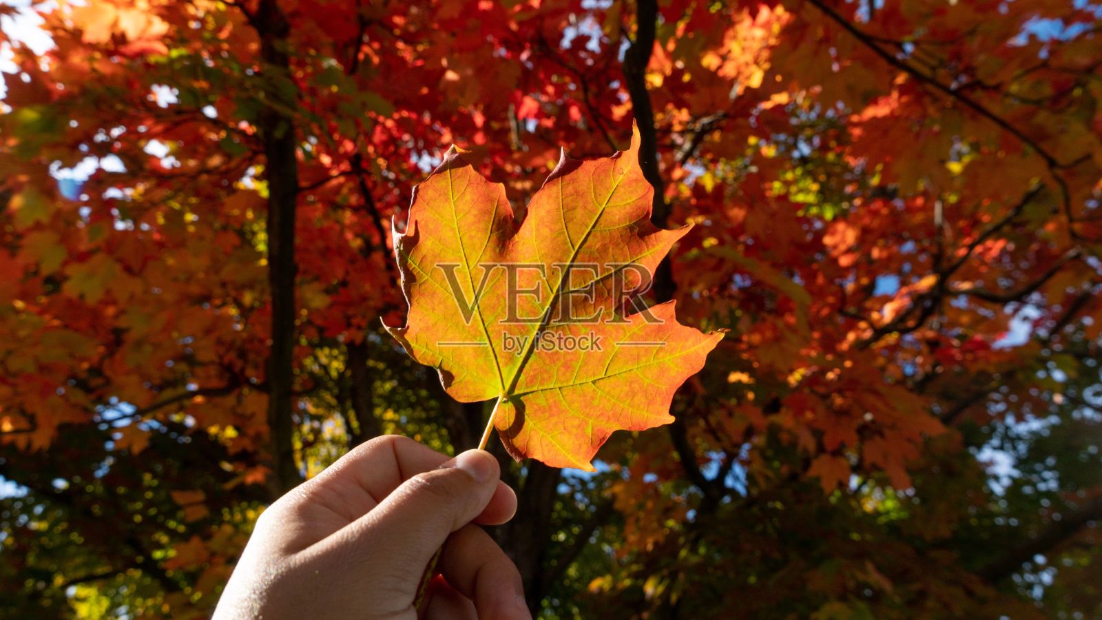 特写的手拿着一片橙色的落叶在一个彩色的秋天森林与模糊的背景照片摄影图片