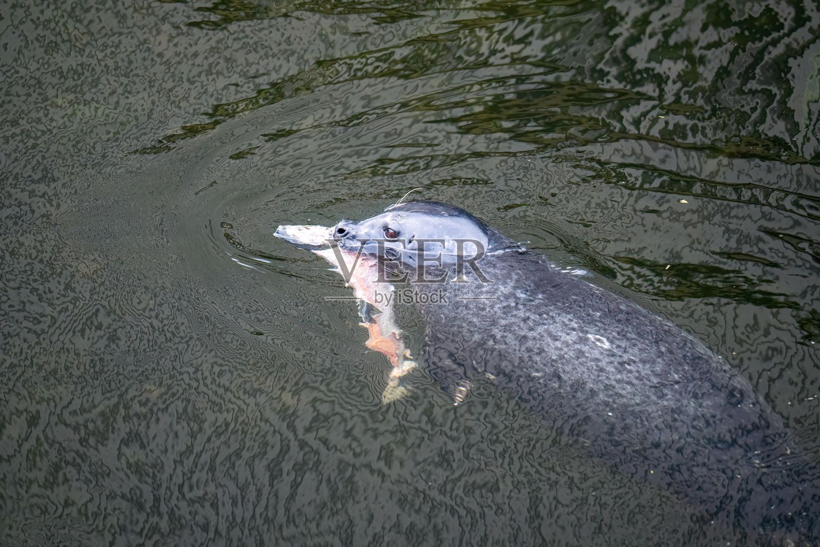 港口上，嘴里叼着鱼的海豹照片摄影图片