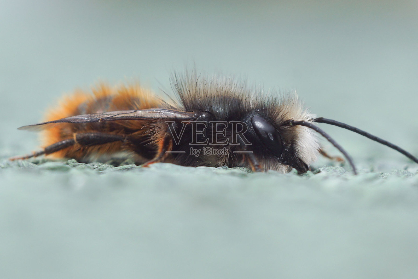 微距拍摄的雄性欧洲果园蜜蜂走在阳光灿烂的森林的地面上照片摄影图片