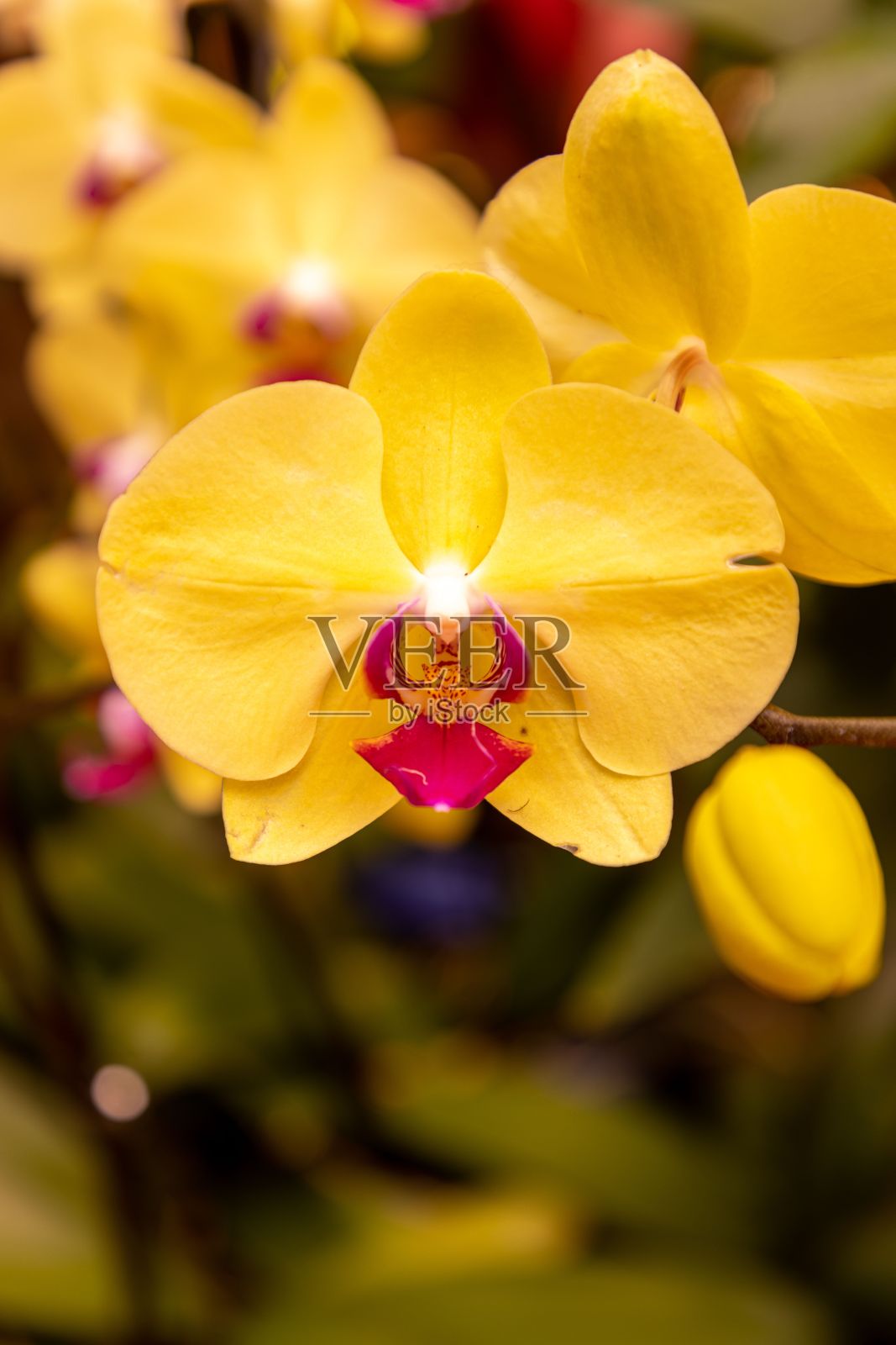 垂直特写镜头，盛开的黄色兰花在枝头与其他兰花照片摄影图片