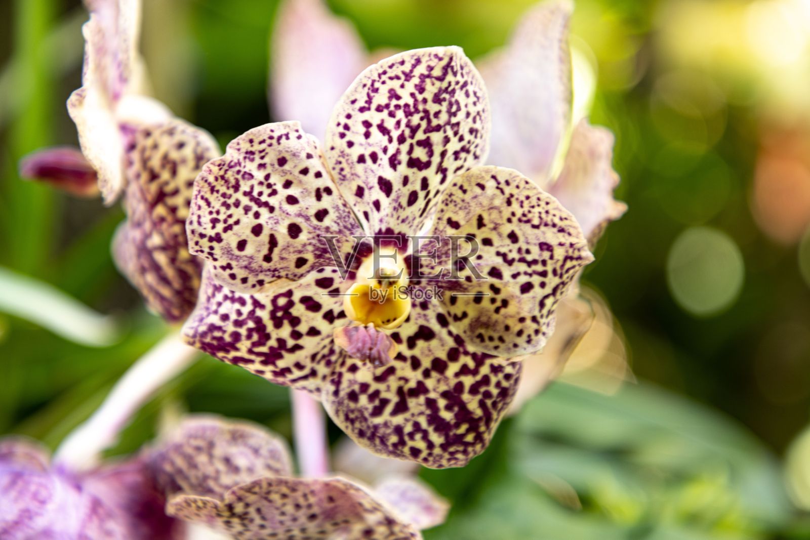 一个美丽的异国情调斑点兰花的特写镜头照片摄影图片