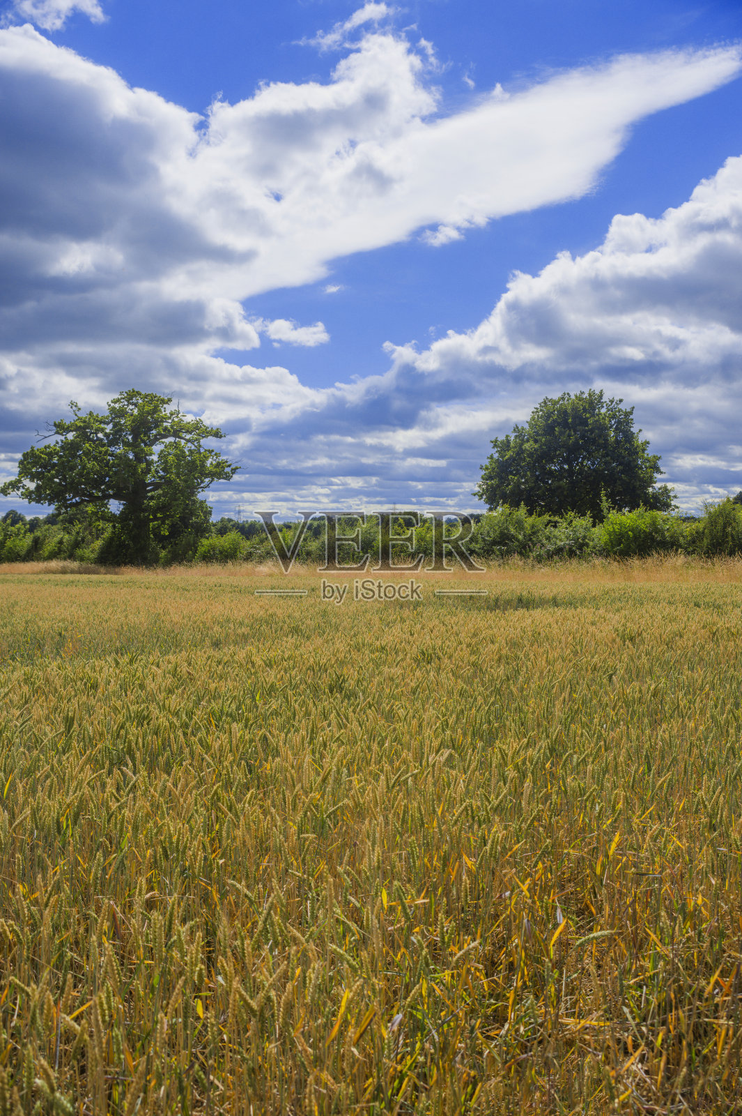 收割谷物作物——英国通用照片摄影图片