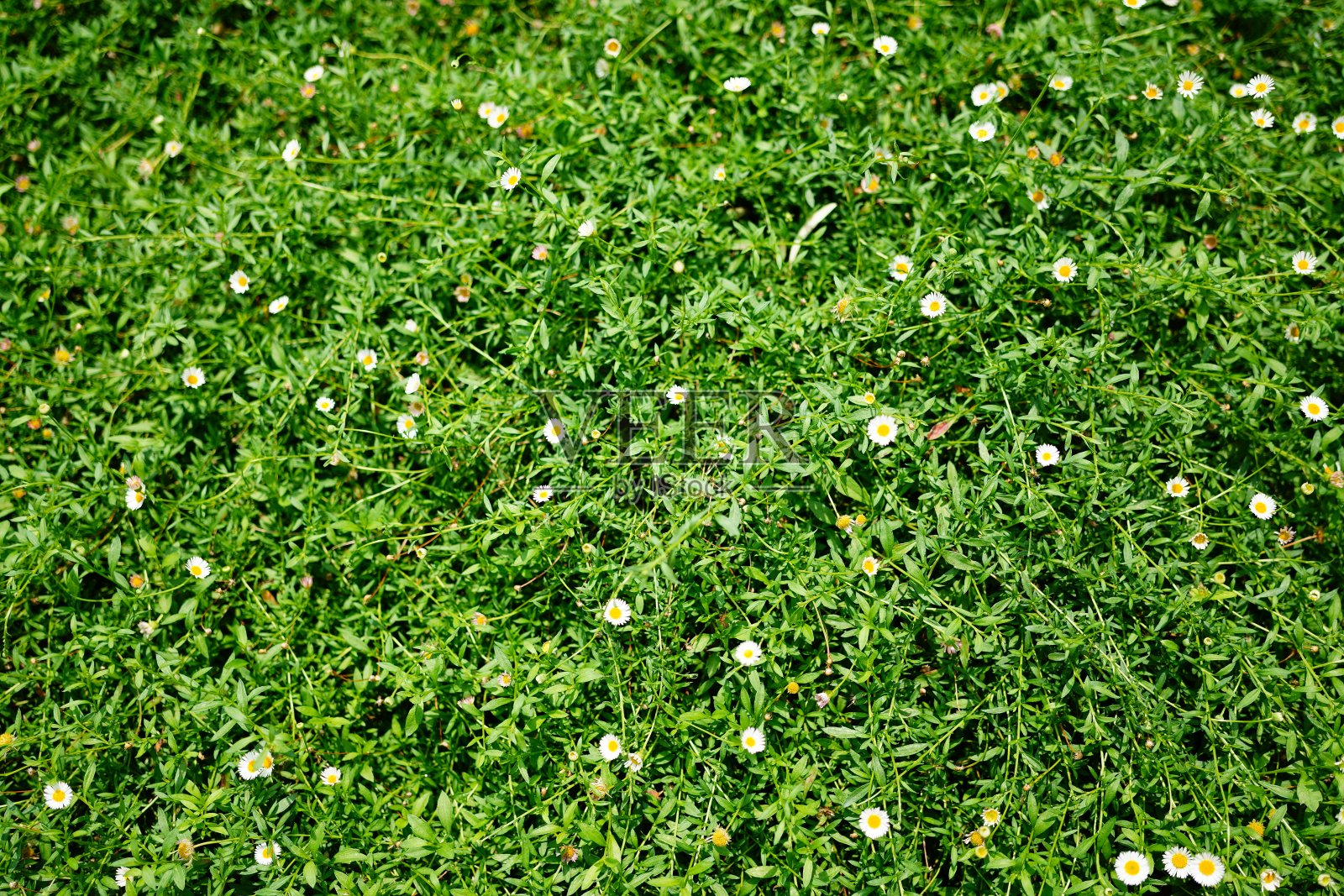 白色的蒲公英和绿色的草地背景照片摄影图片