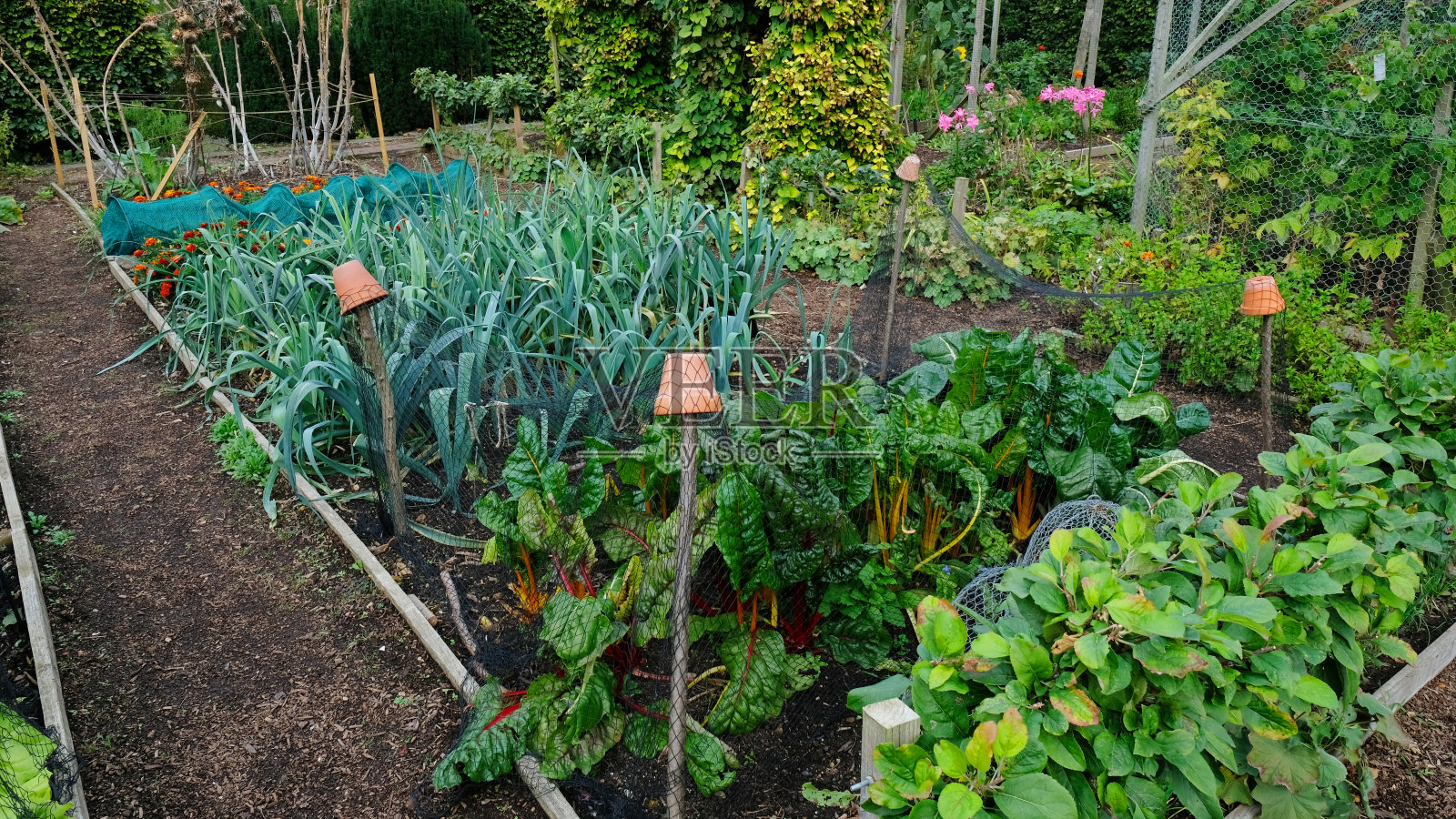 菜园照片摄影图片