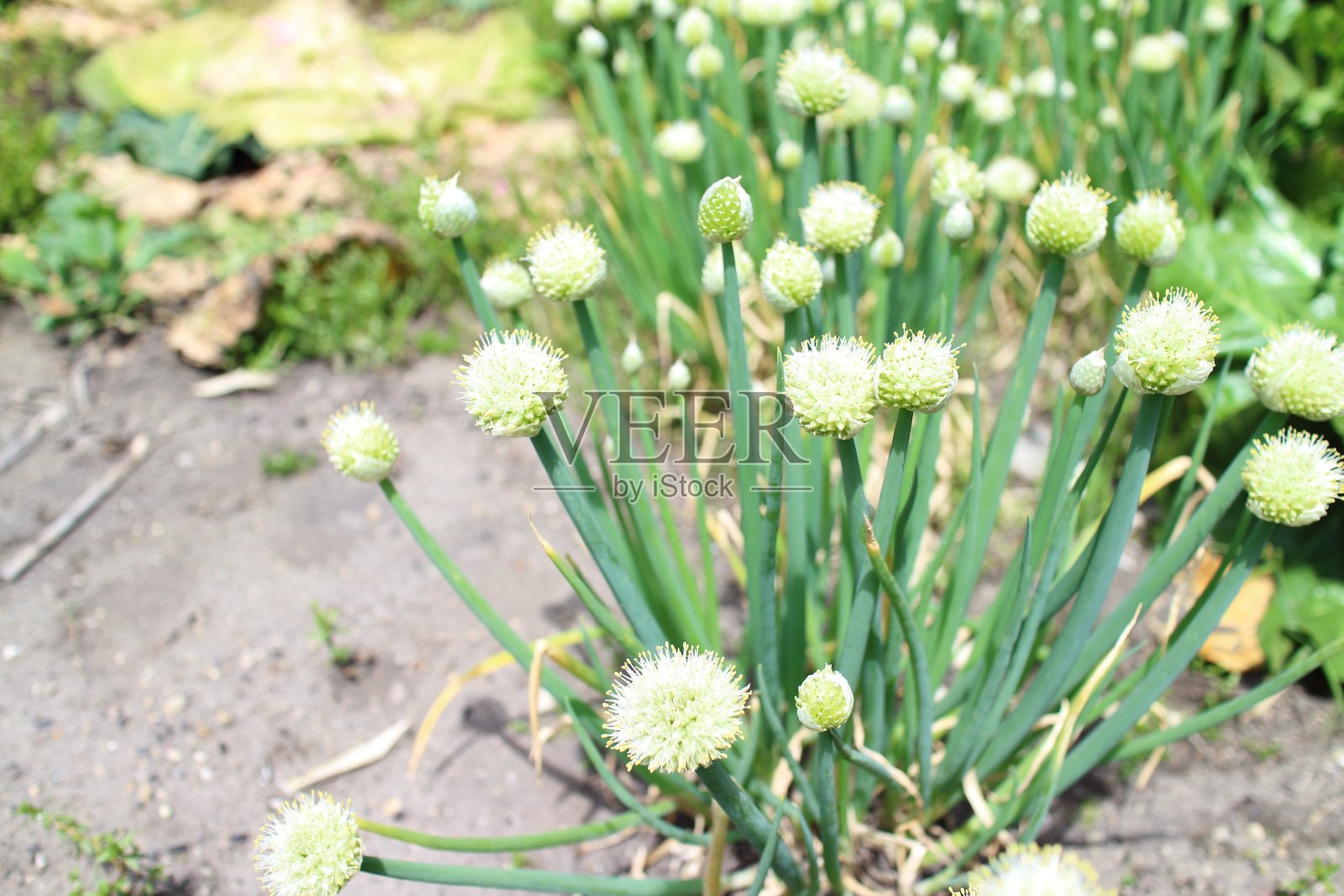葱在春天开花照片摄影图片
