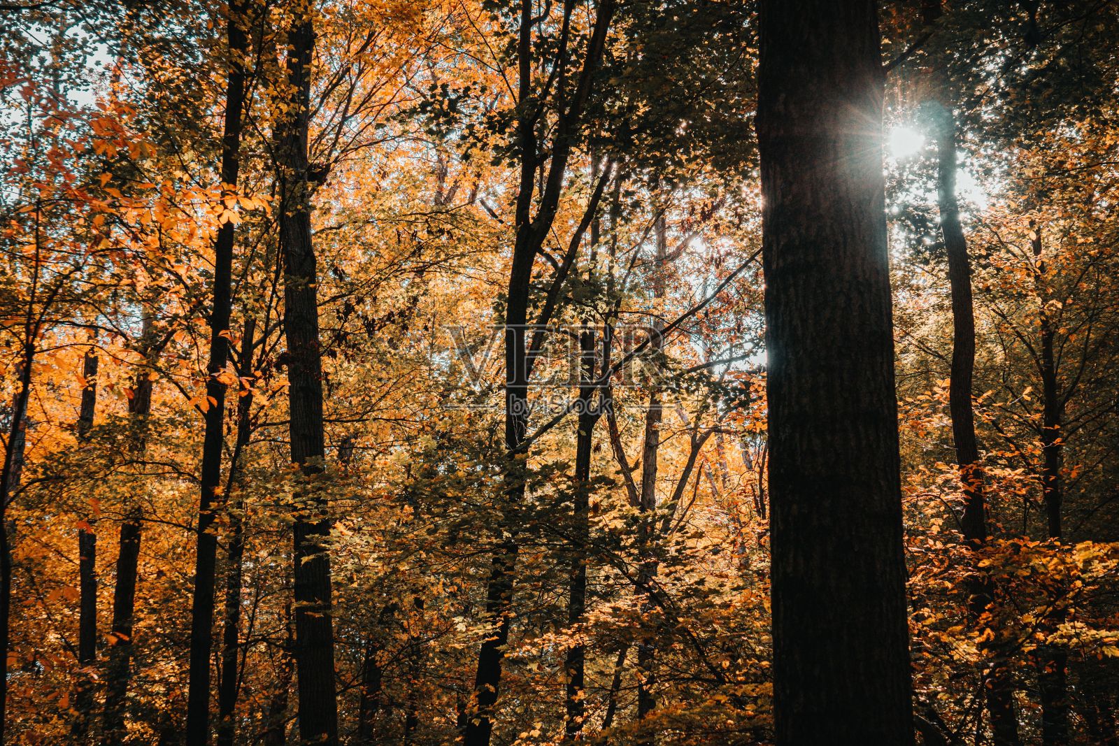 阳光下风景优美的秋天森林照片摄影图片