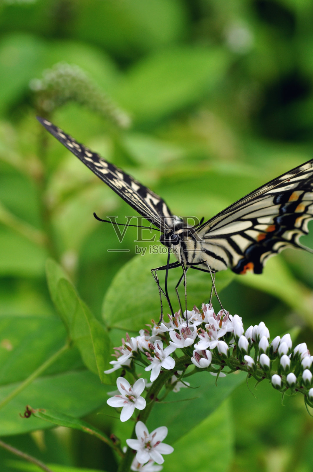 燕尾蝶照片摄影图片