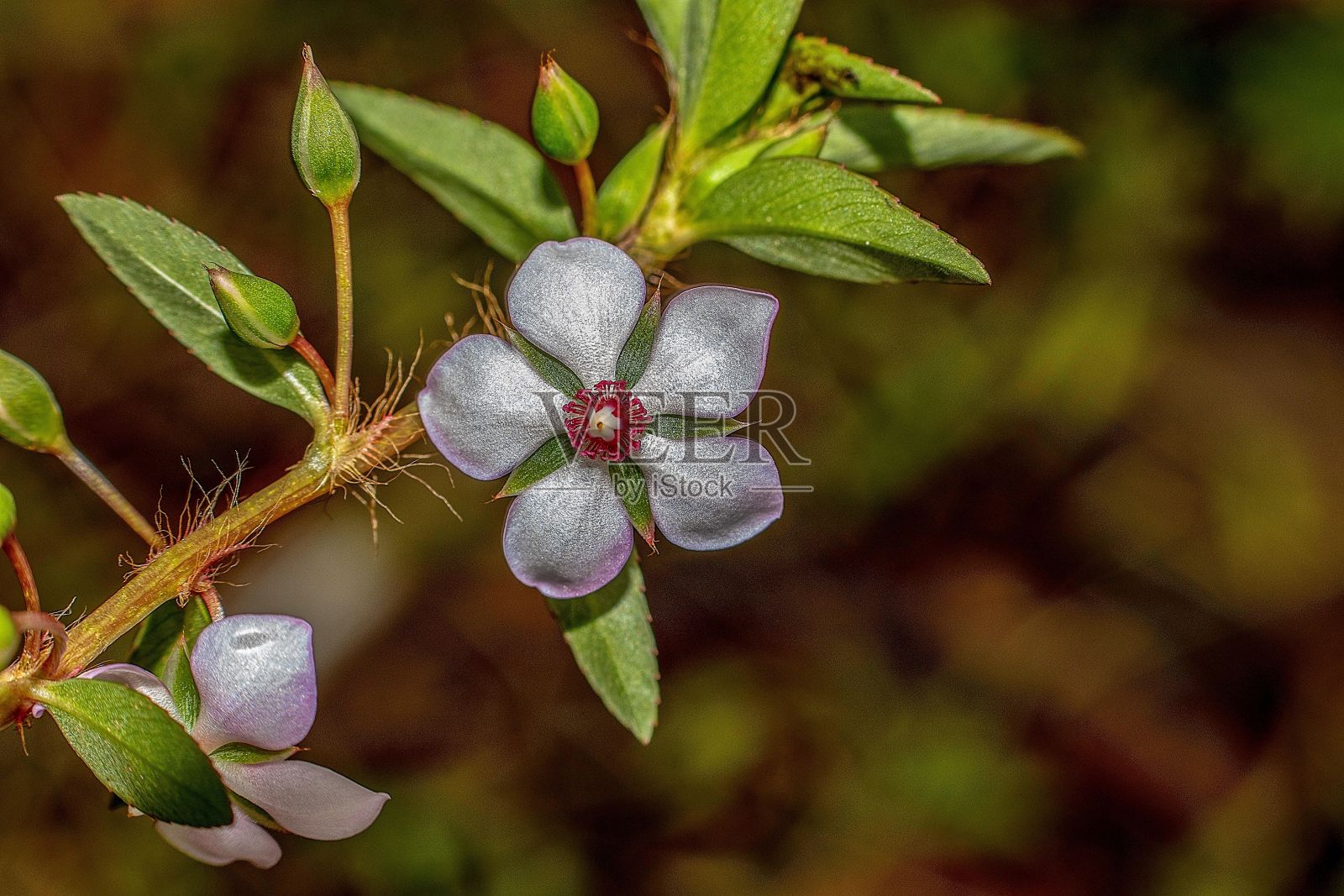克里奥尔茶(sauvagesia erecta)的选择聚焦镜头照片摄影图片