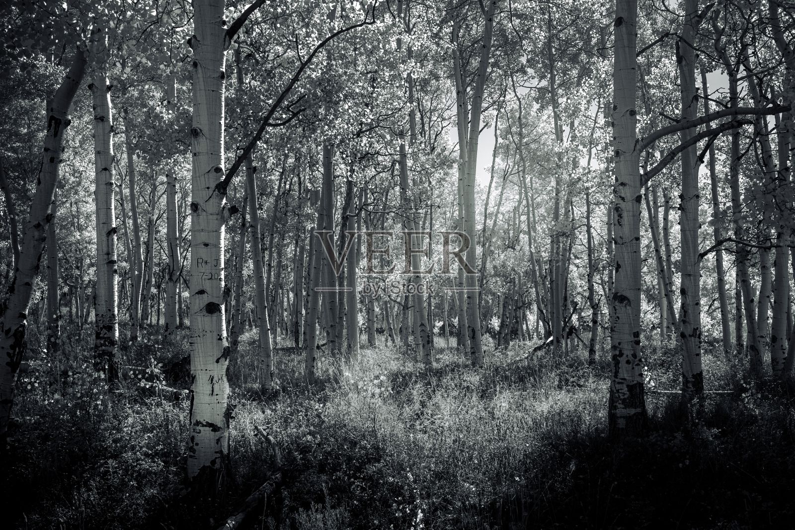 白桦树林带着阳光穿过，灰度拍摄照片摄影图片