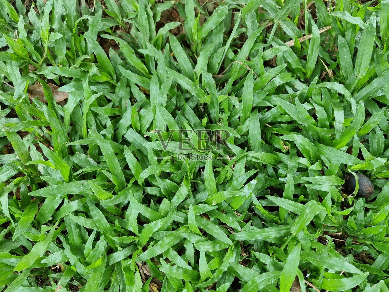 Idea概念用于制作绿色背景，草坪为训练足球场，草地高尔夫球场绿色草坪图案纹理背景照片摄影图片