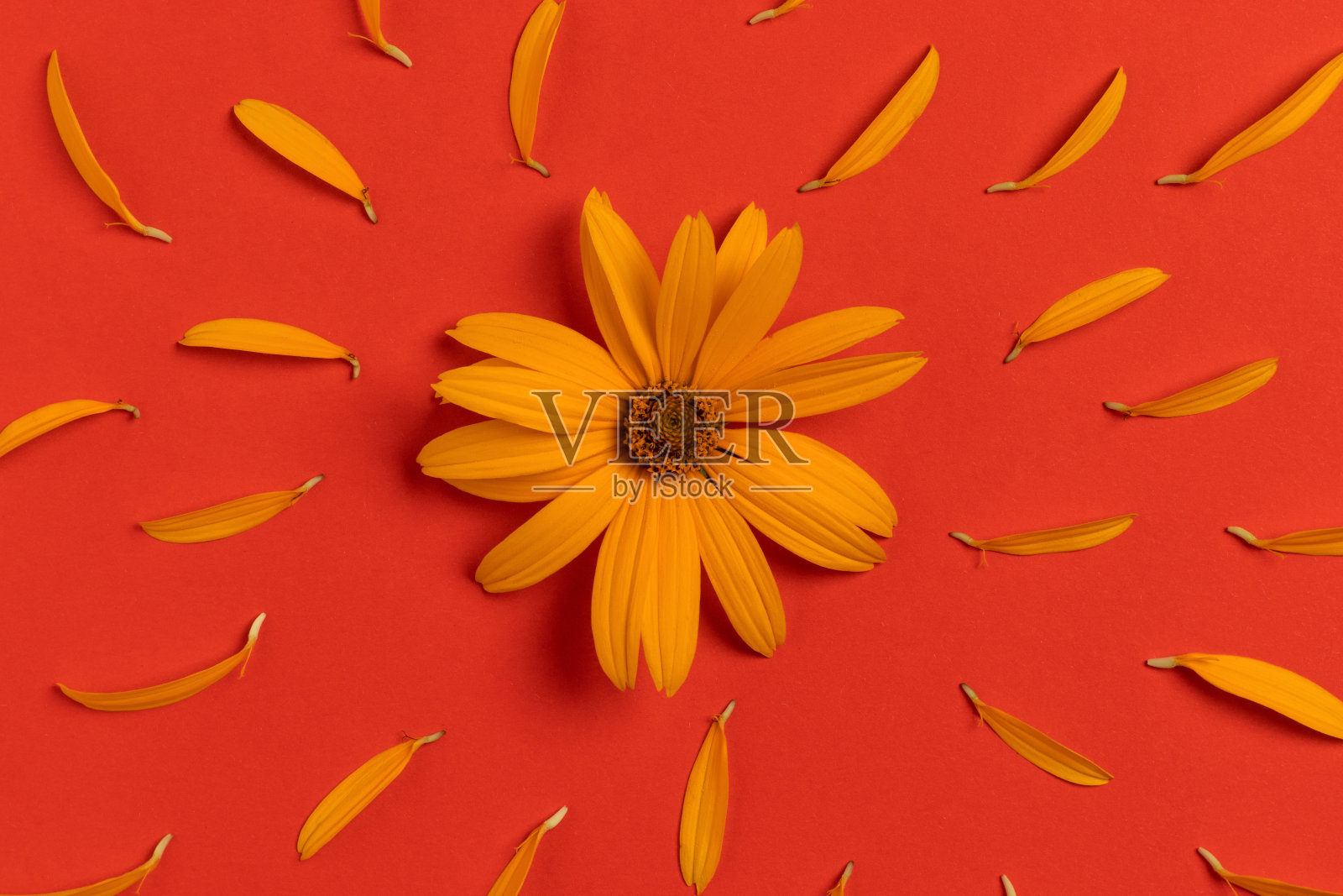 红色背景上的黄色花朵和花瓣。照片摄影图片