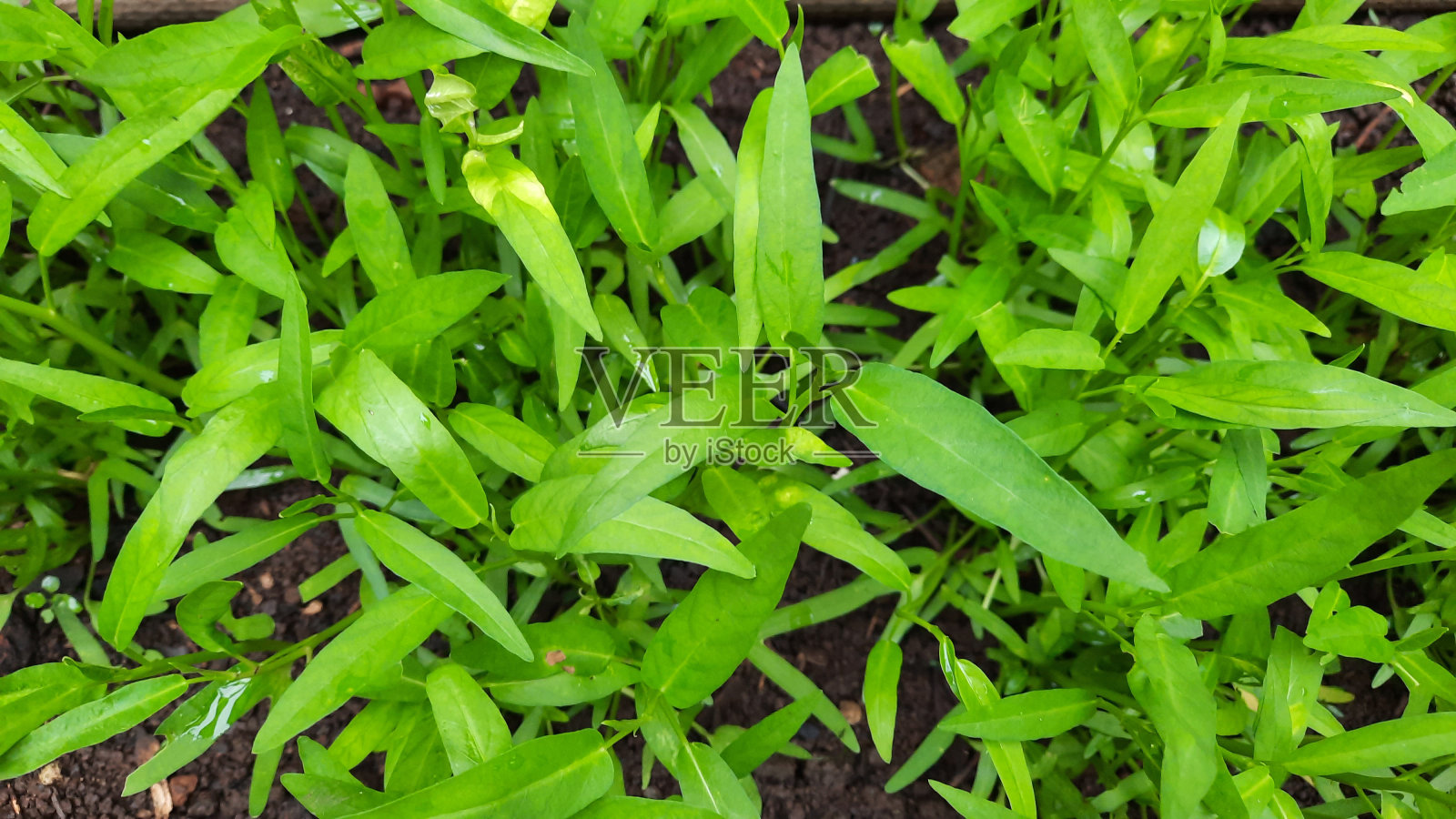 羽衣甘蓝苗才长了10天照片摄影图片