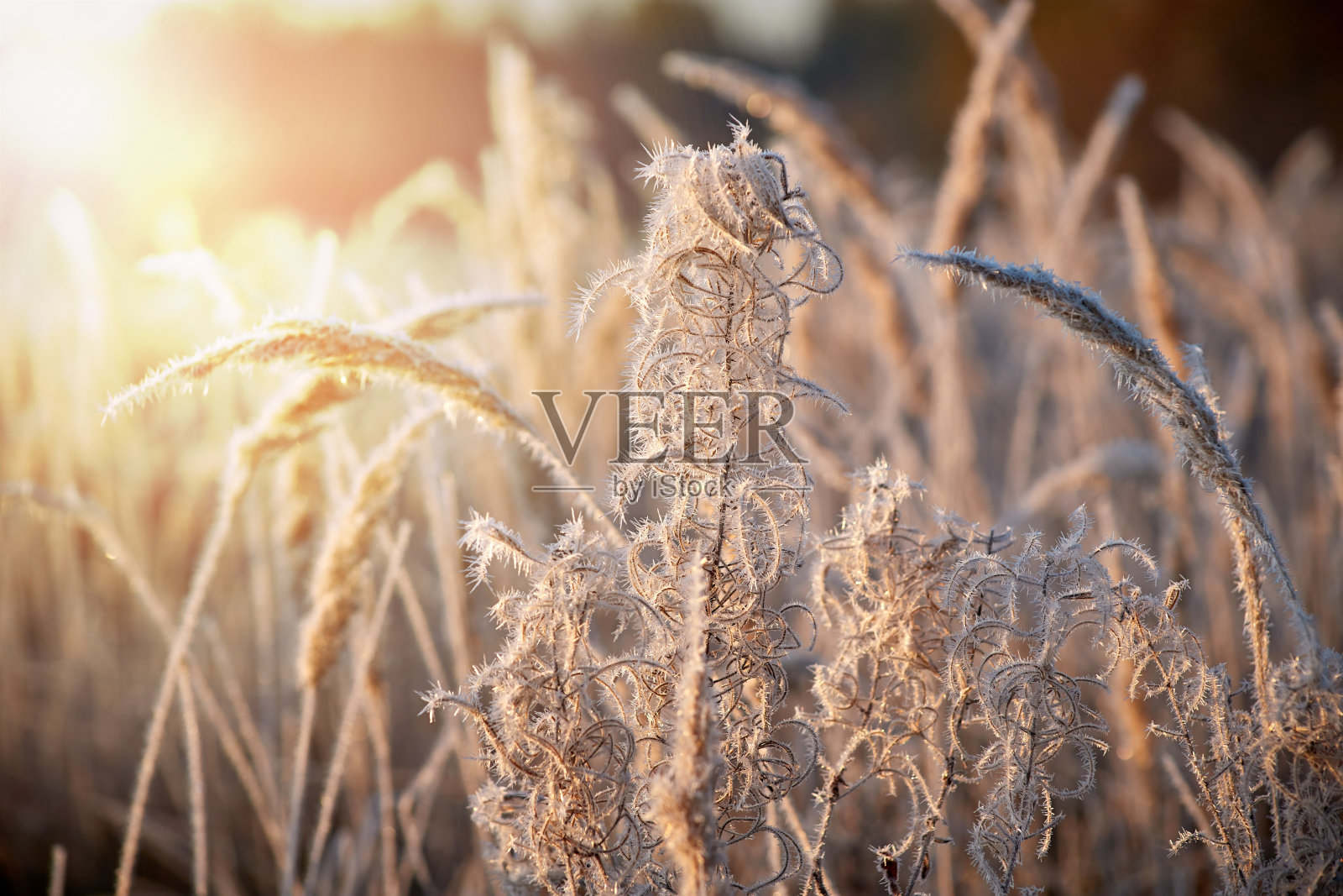 早晨干草在白霜在阳光下。美丽的背景与草。背景屏幕保护程序。冰冻的草照片摄影图片