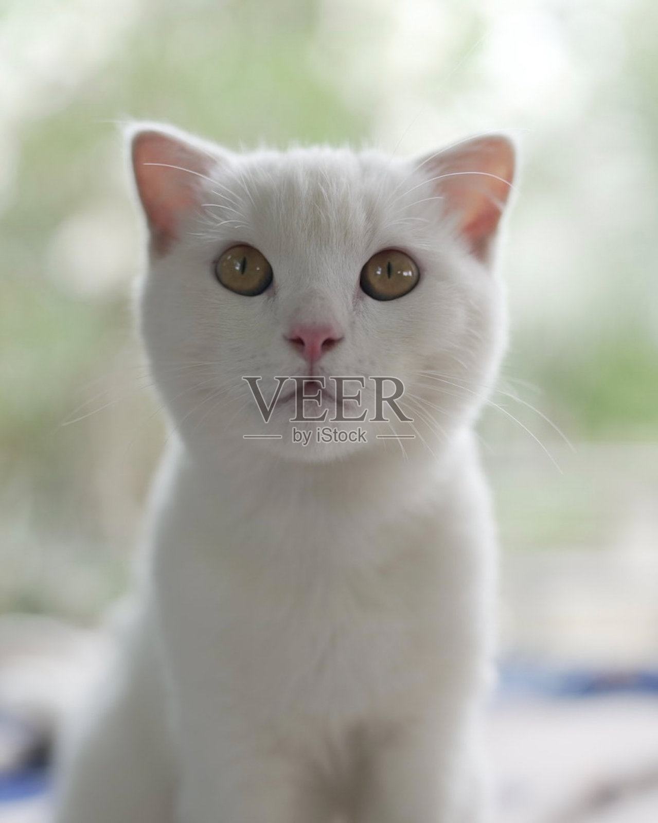 猫在花园照片摄影图片