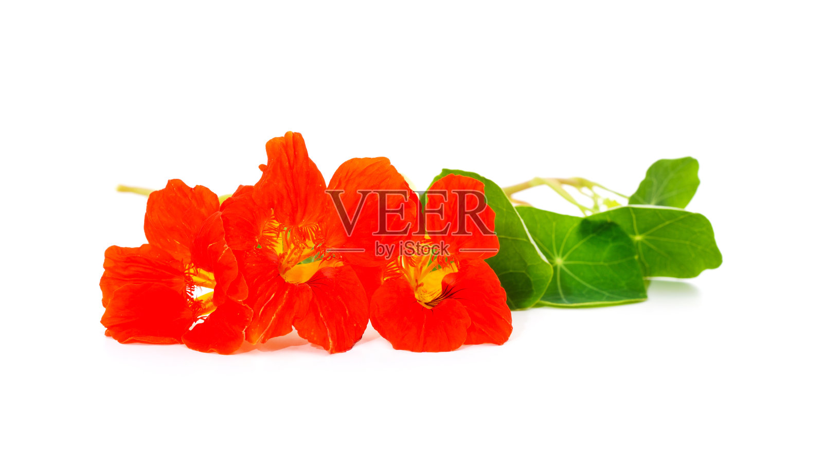 橙色美丽的旱金莲。照片摄影图片