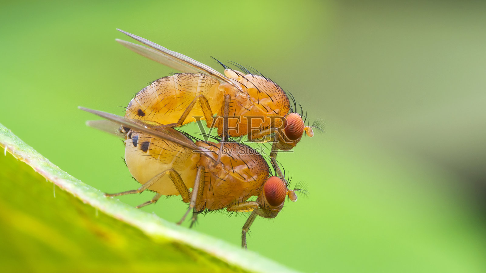 宏观的昆虫照片摄影图片