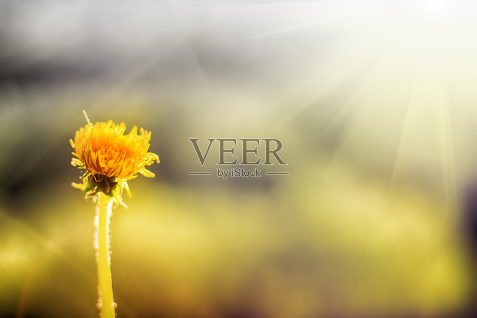 蒲公英在阳光下发光照片摄影图片