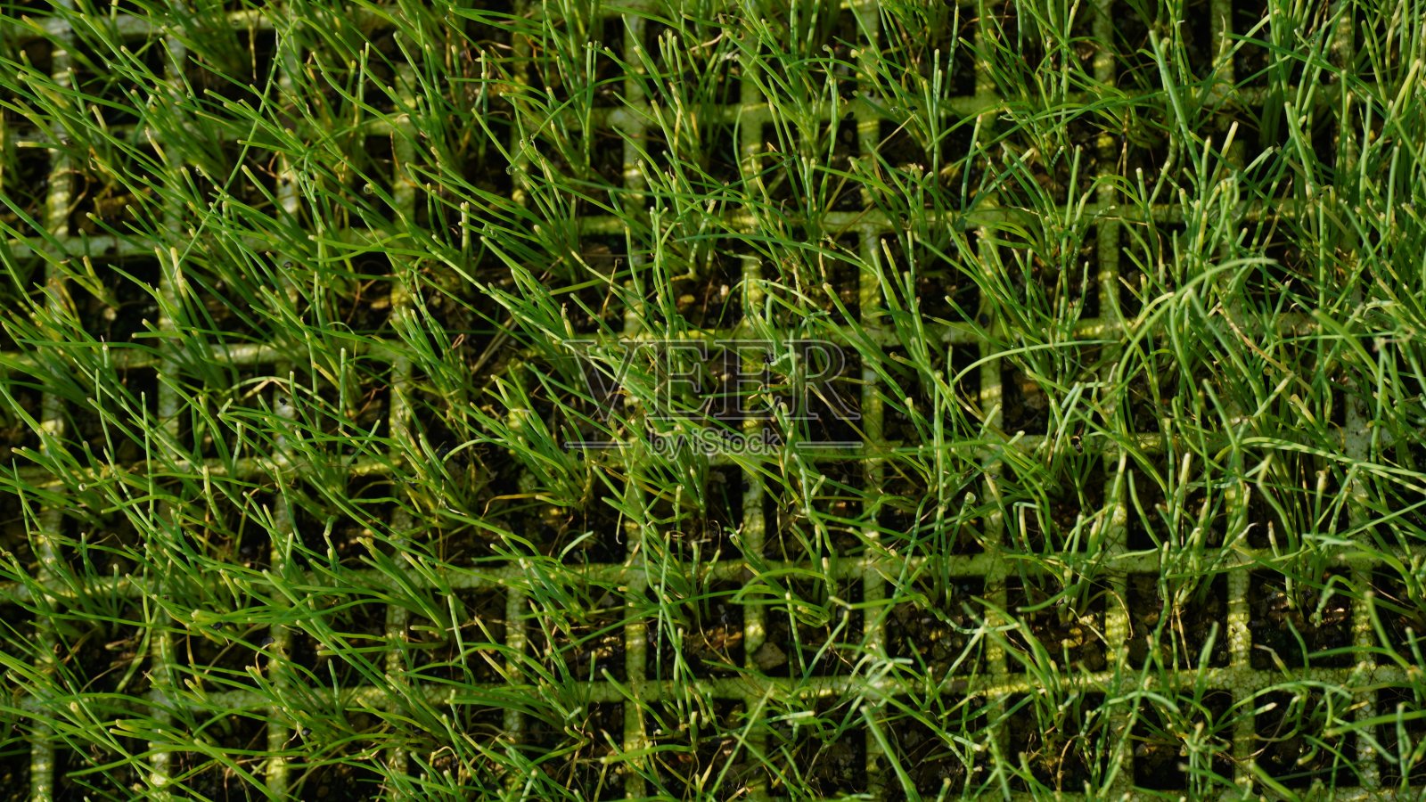 葱田：农业园种植的葱照片摄影图片