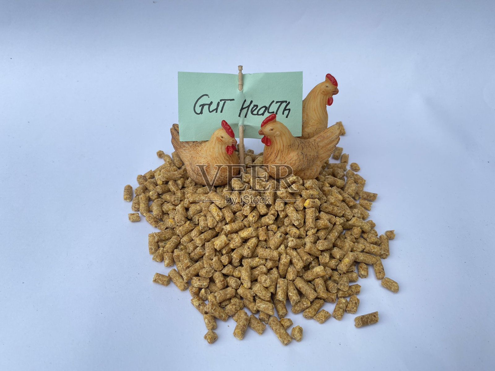 家禽肠道健康问题，坏死性肠炎和球虫病照片摄影图片