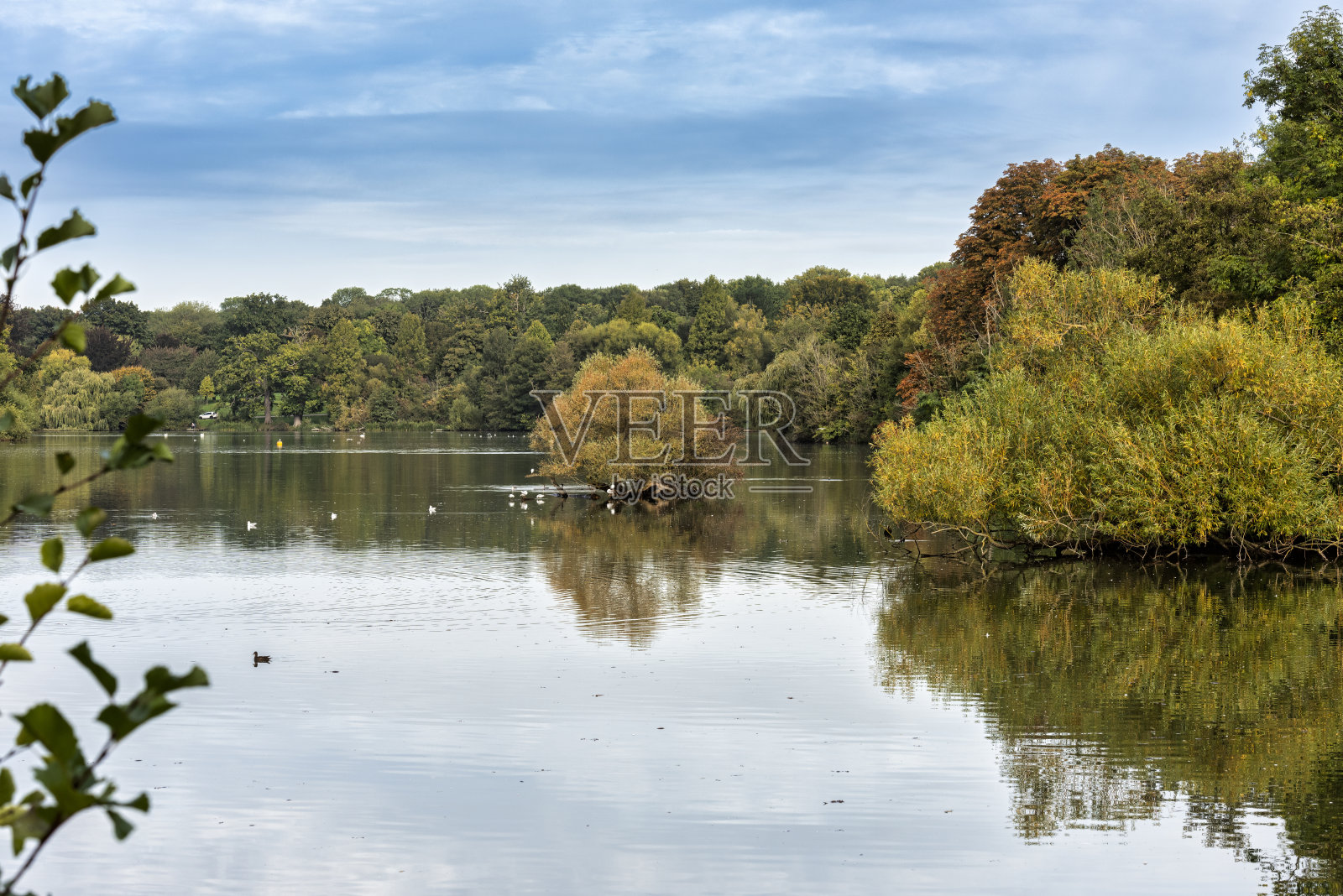 肯特郡梅德斯通Mote公园的湖和树照片摄影图片