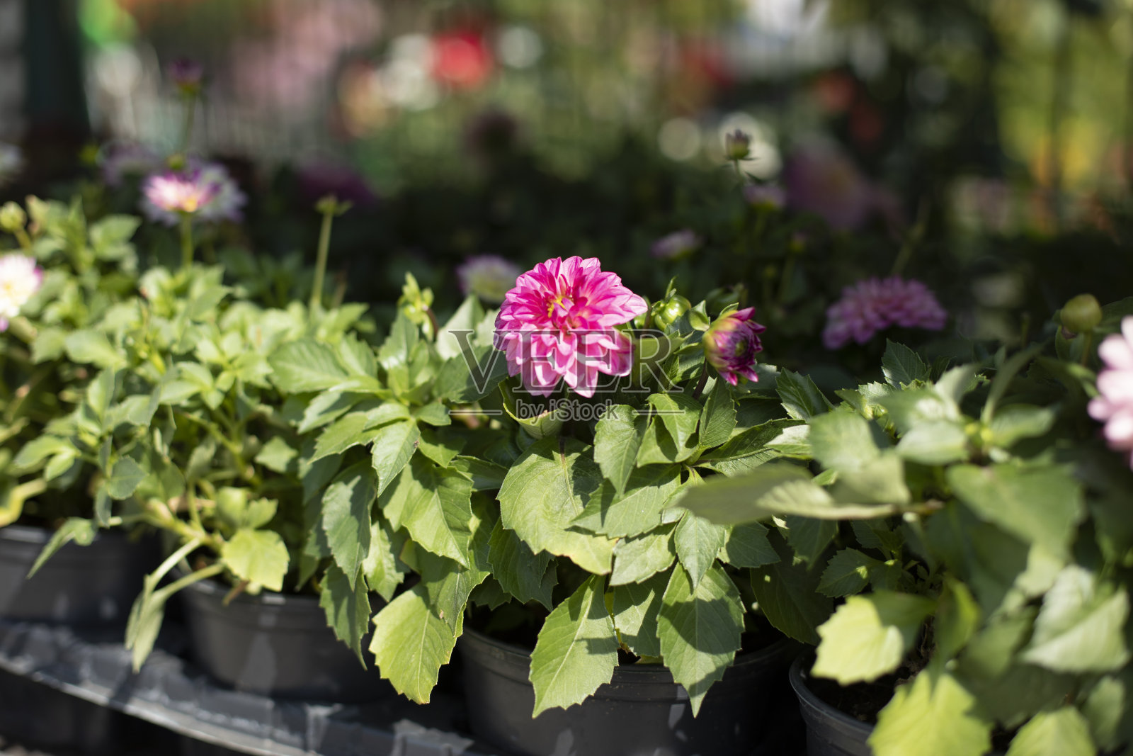 花在锅。苏打水市场卖花。盆栽植物。照片摄影图片