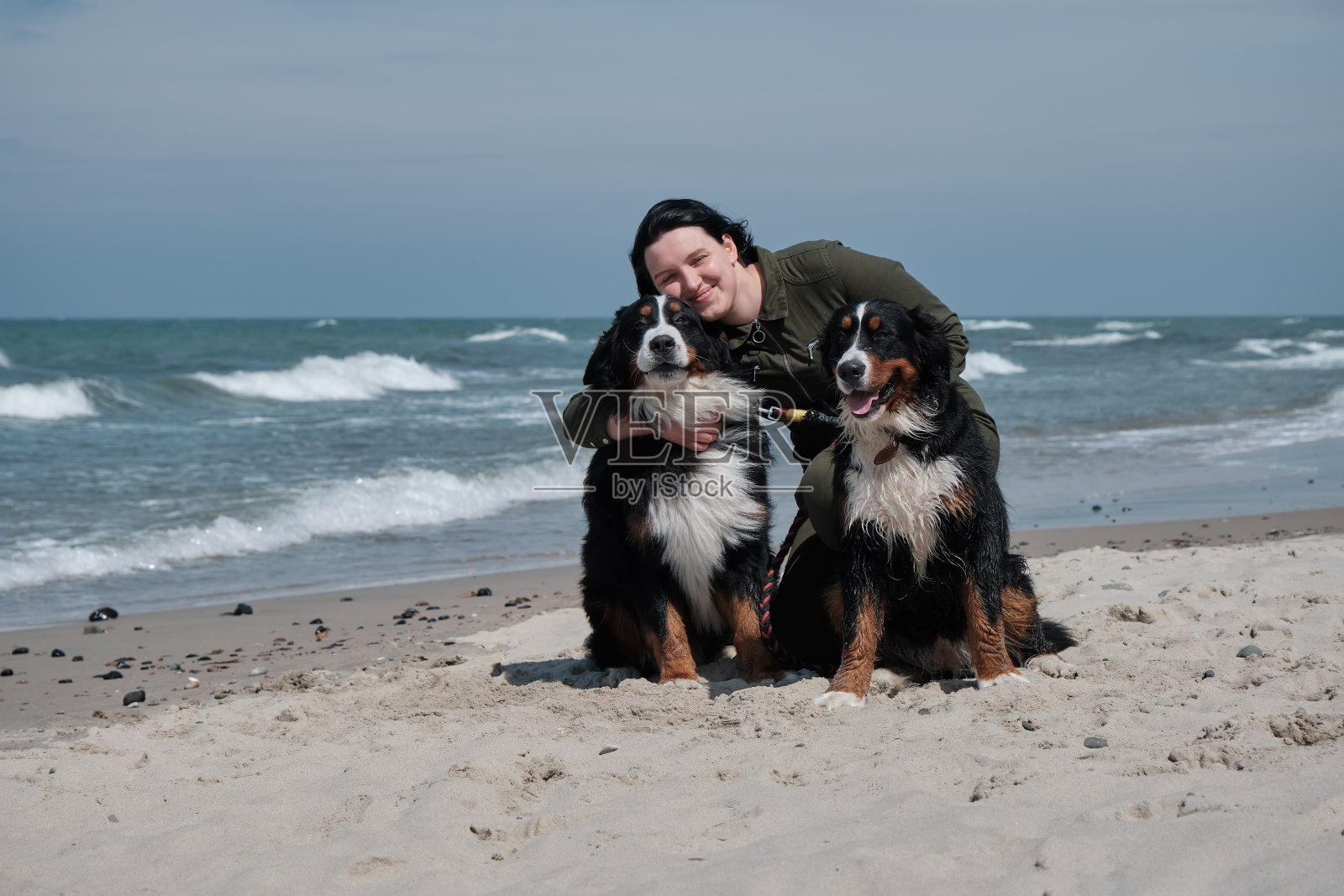 伯恩山犬照片摄影图片