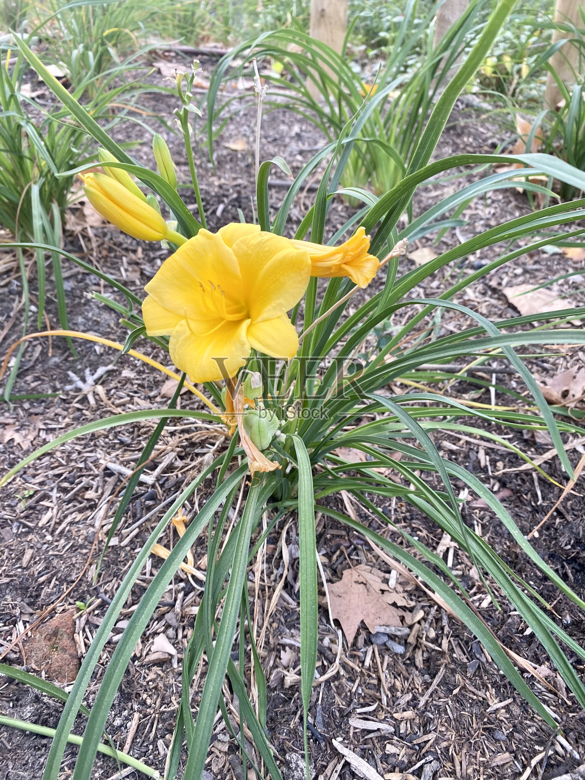 小萱草，黄花菜。照片摄影图片
