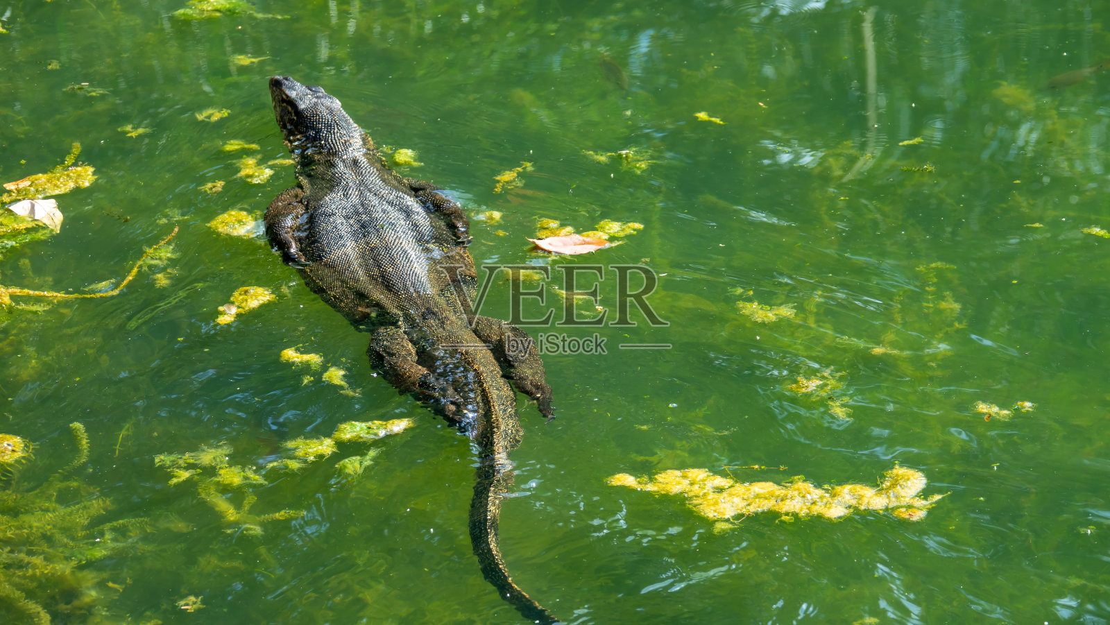 巨蜥游泳照片摄影图片