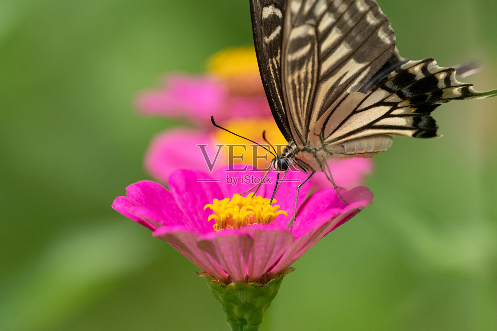 燕尾蝶照片摄影图片