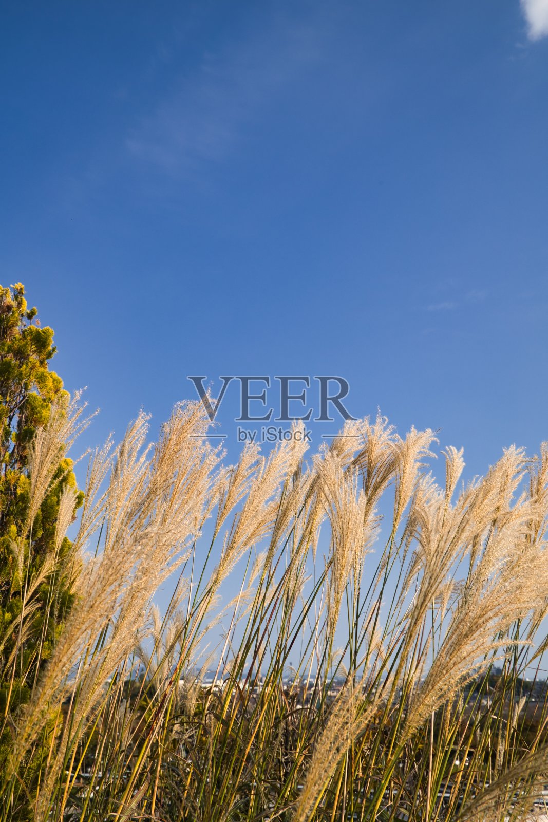 秋天的傍晚，潘帕斯草在风中摇曳照片摄影图片