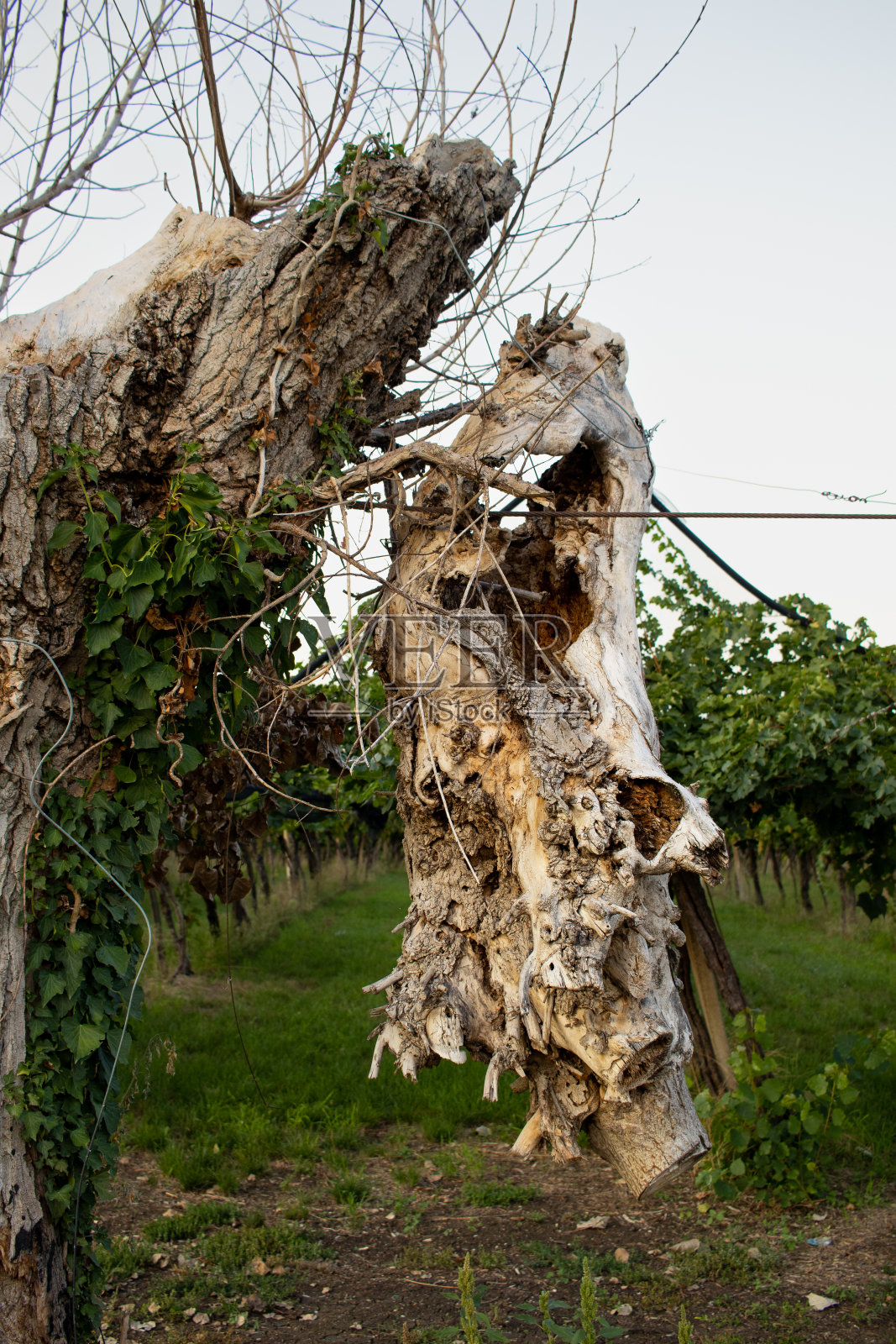 干分支照片摄影图片