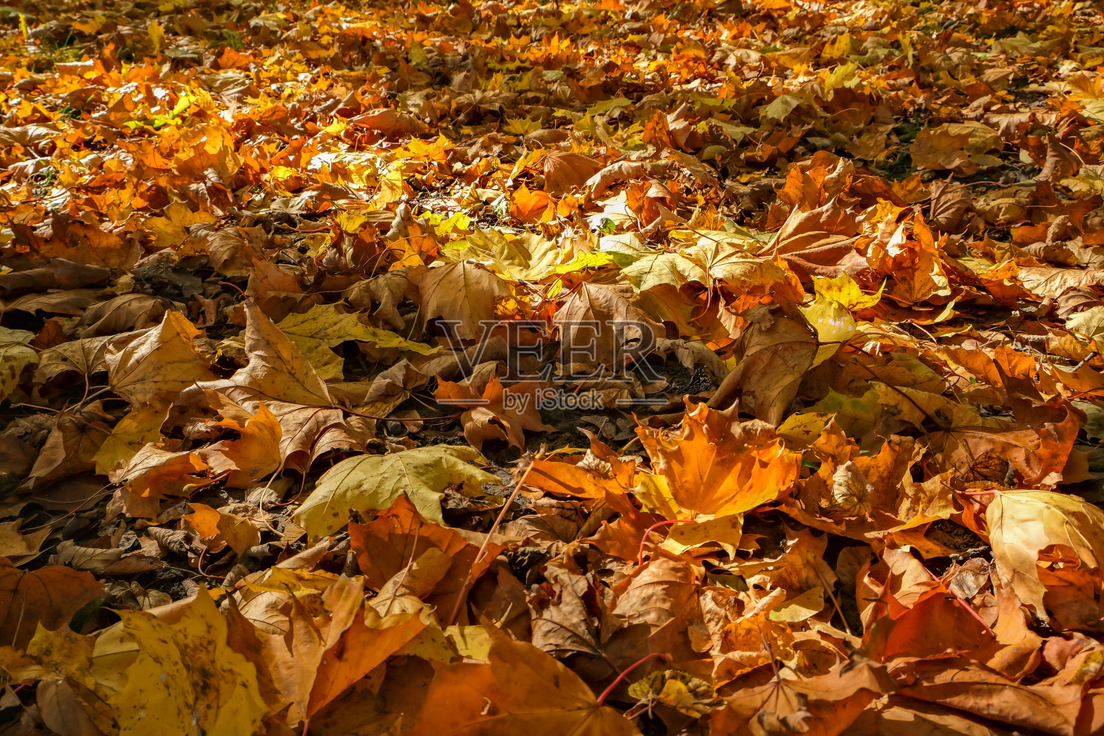 公园里晒干的落叶放在地上。照片摄影图片